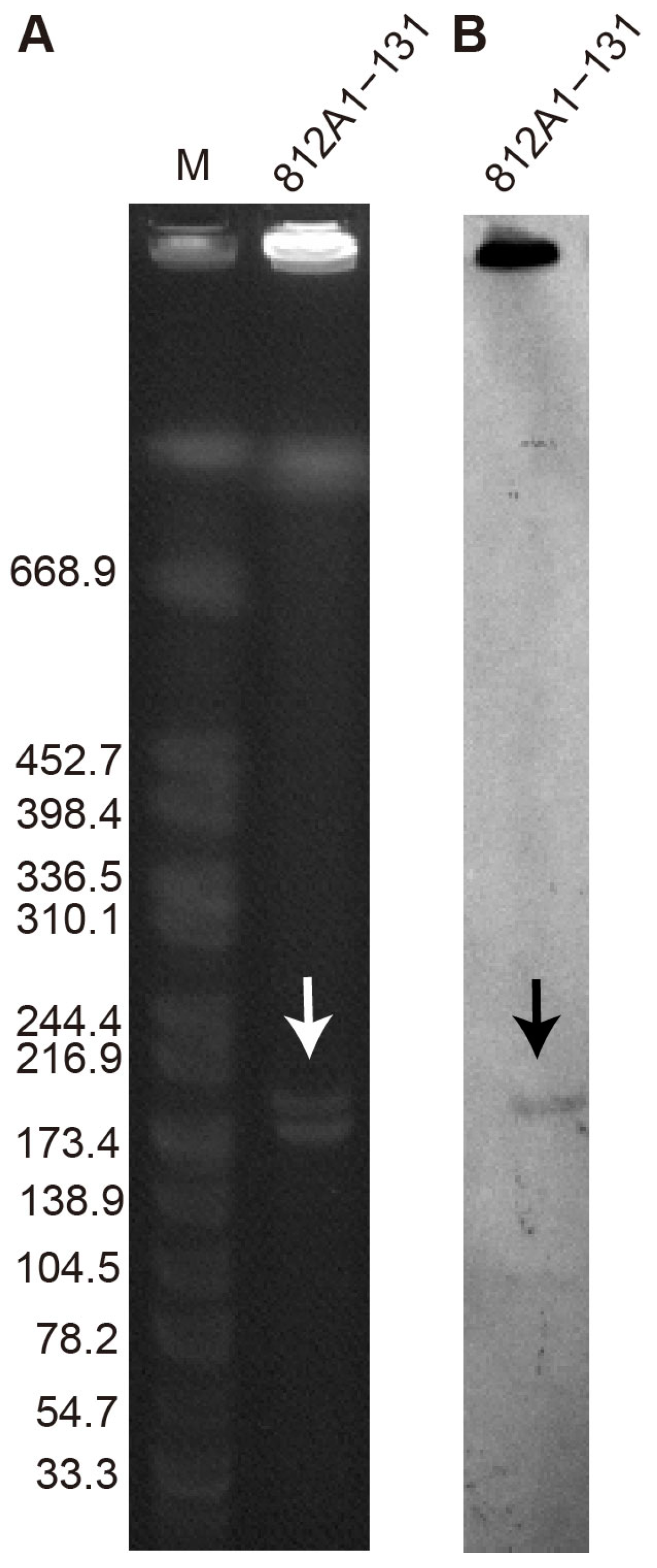Pathogens 12 00903 g002 Pathogens 12 00903 g002