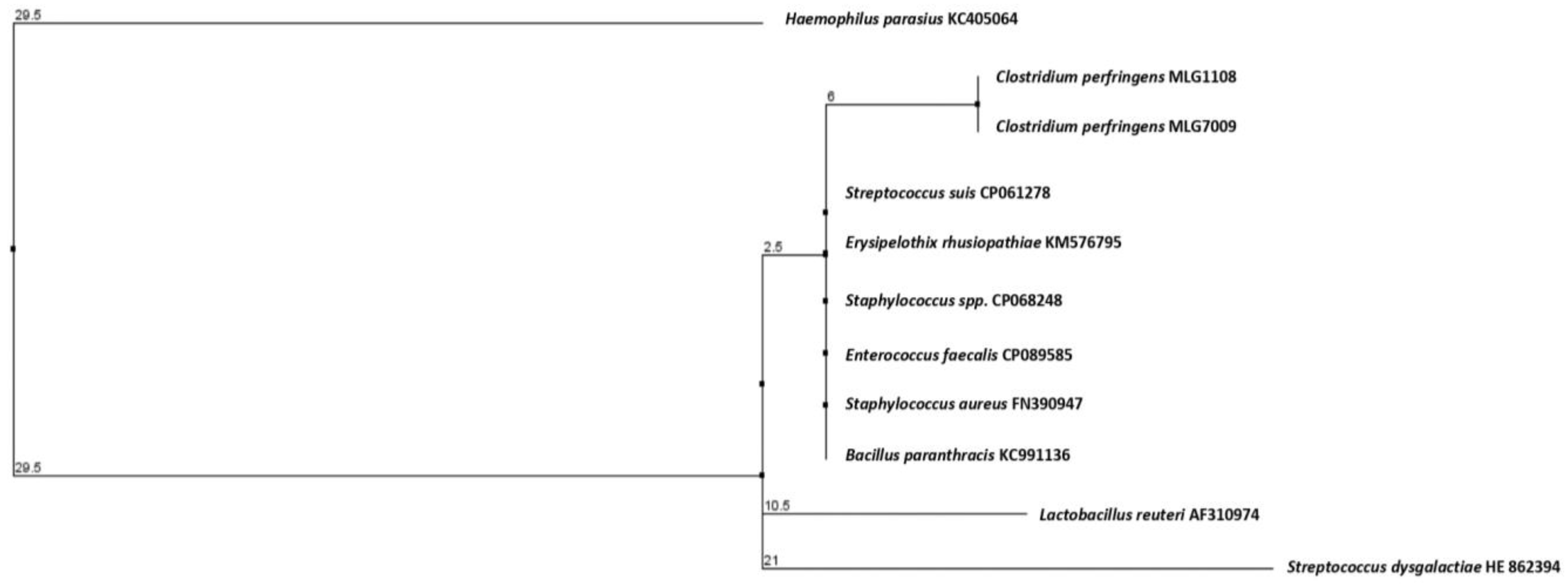 Pathogens 12 00905 g001 Pathogens 12 00905 g001