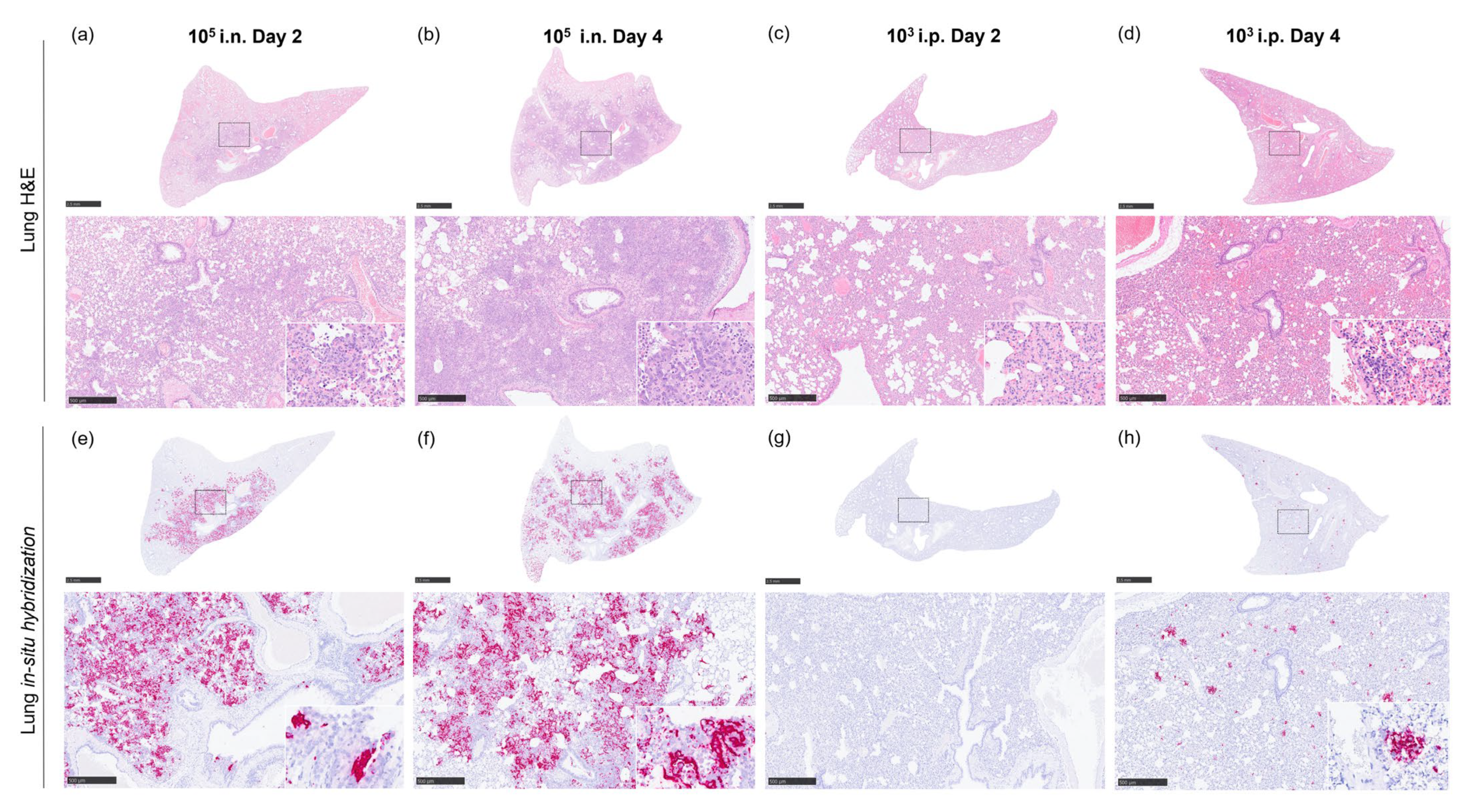 Pathogens 12 00976 g007 Pathogens 12 00976 g007