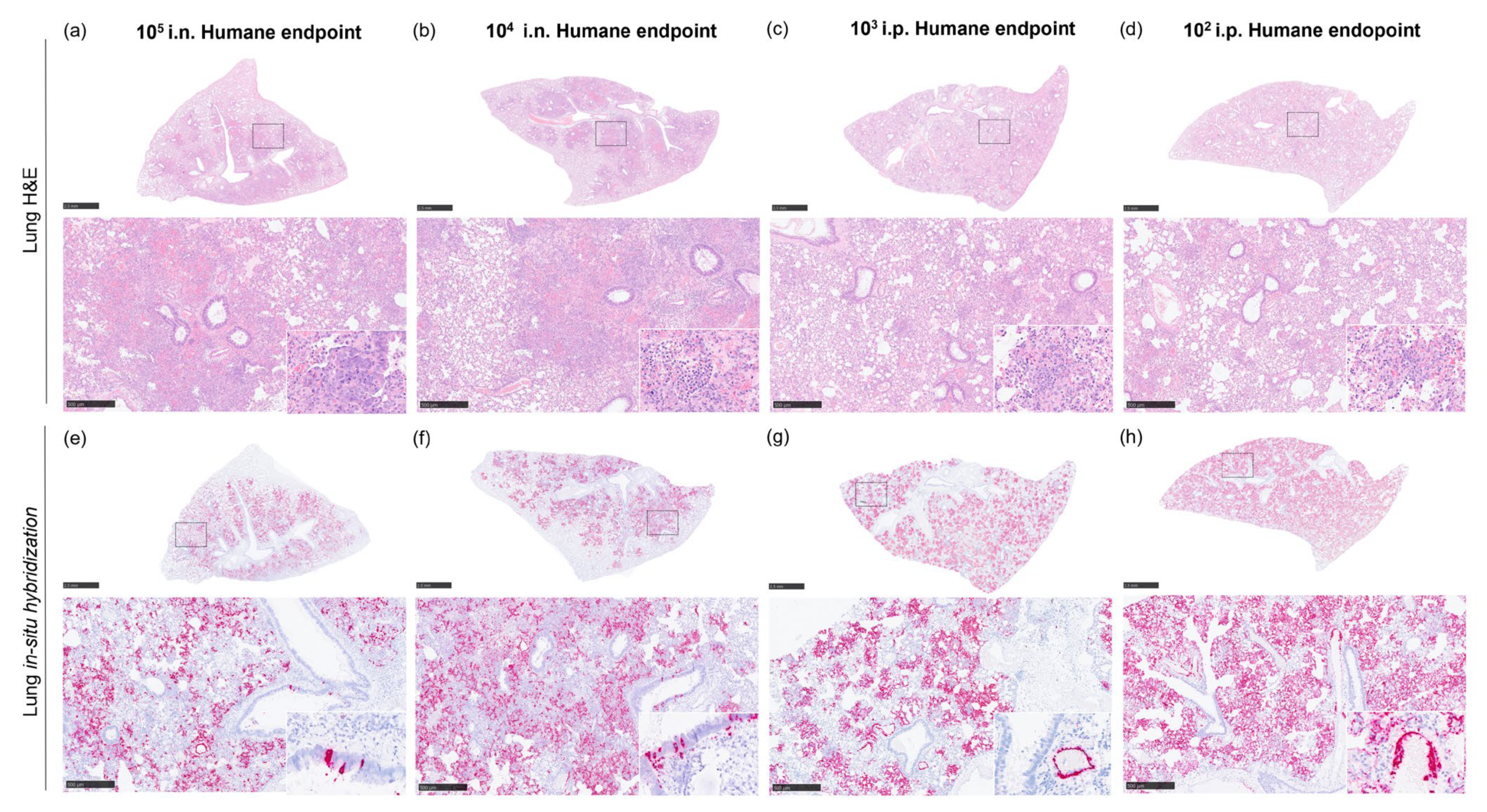 Pathogens 12 00976 g008 Pathogens 12 00976 g008