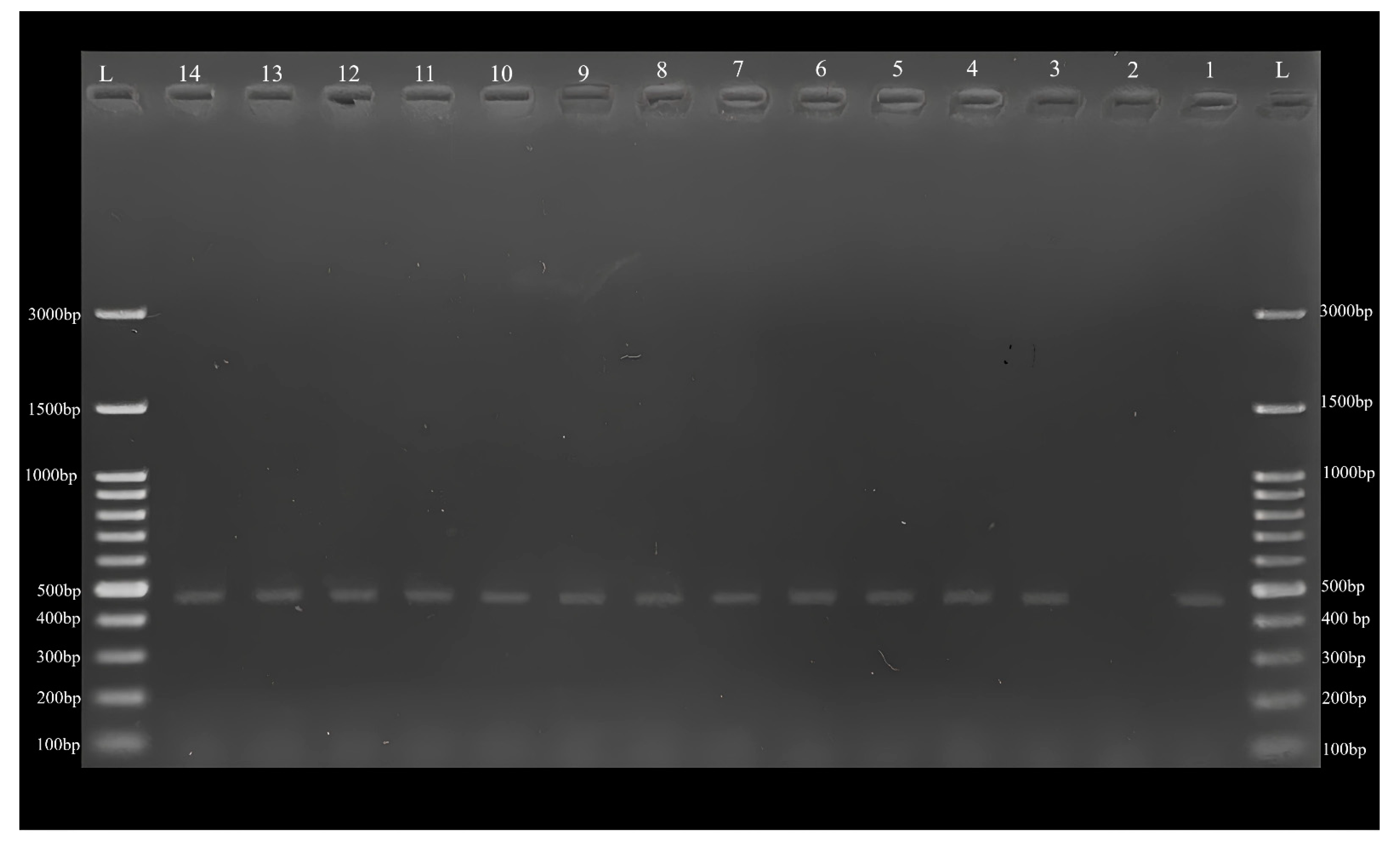 Pathogens 12 01046 g002 Pathogens 12 01046 g002