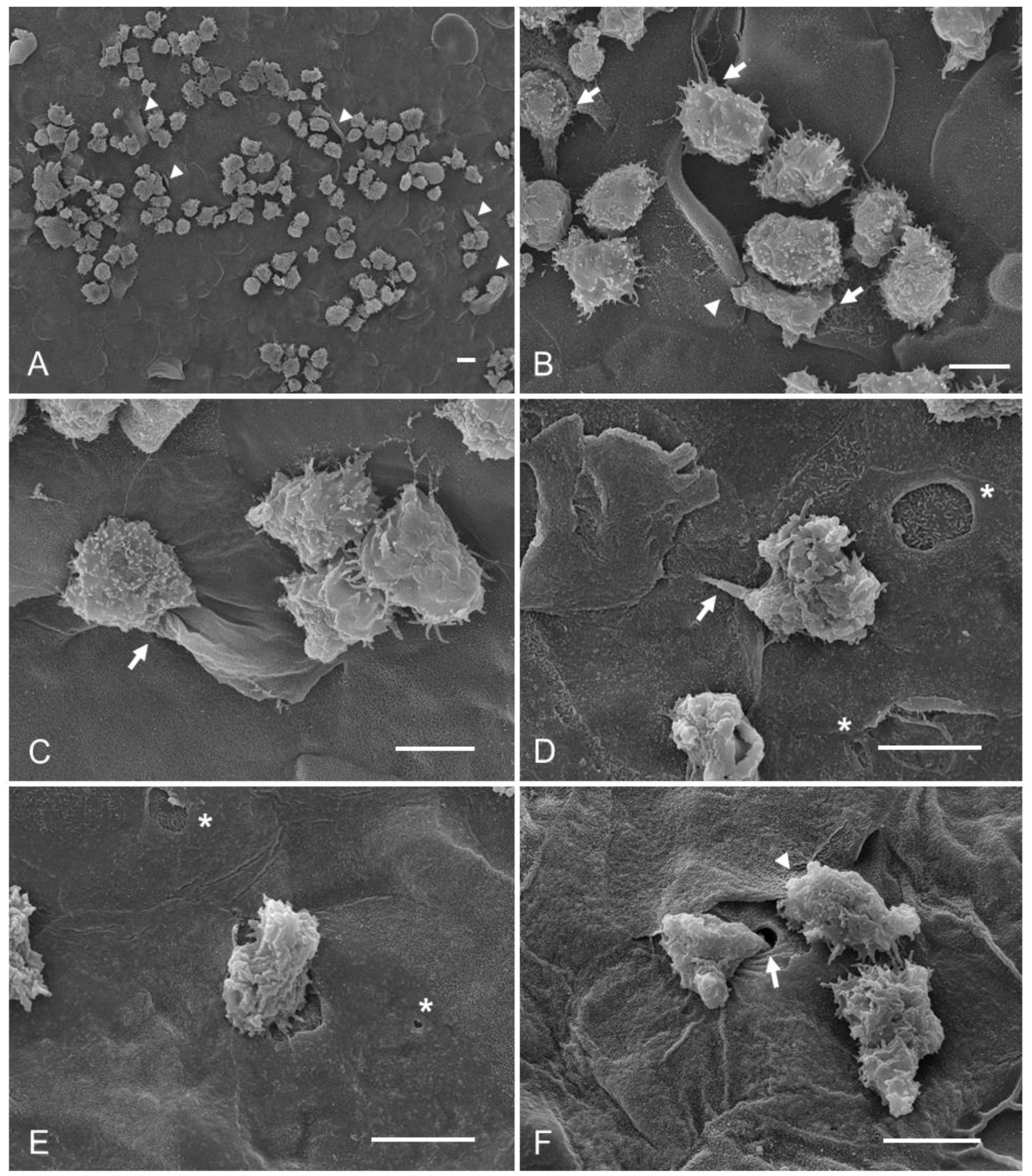 Pathogens 12 01049 g003 Pathogens 12 01049 g003