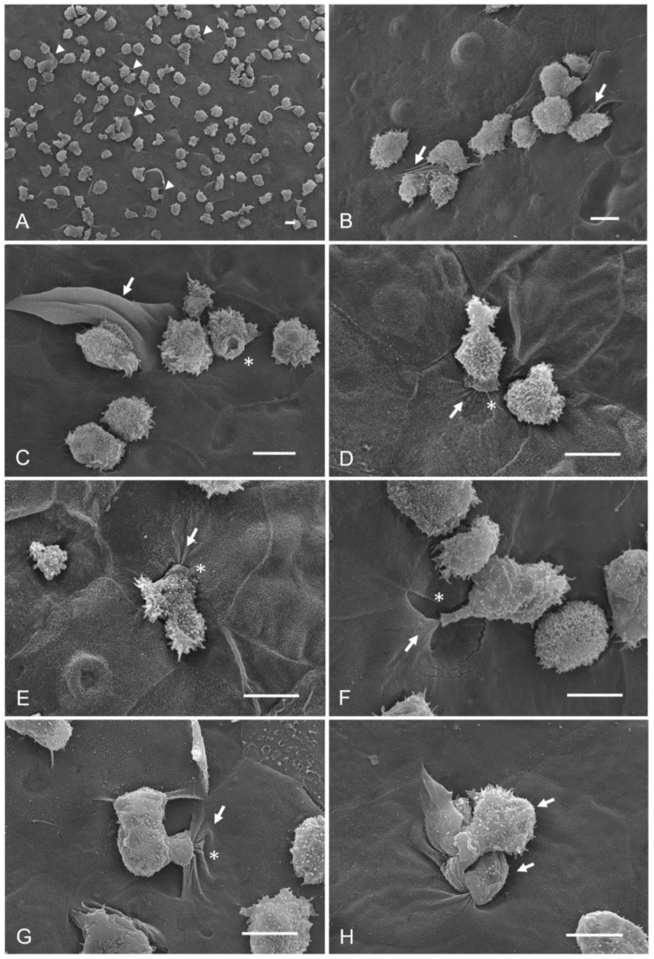 Pathogens 12 01049 g004 Pathogens 12 01049 g004