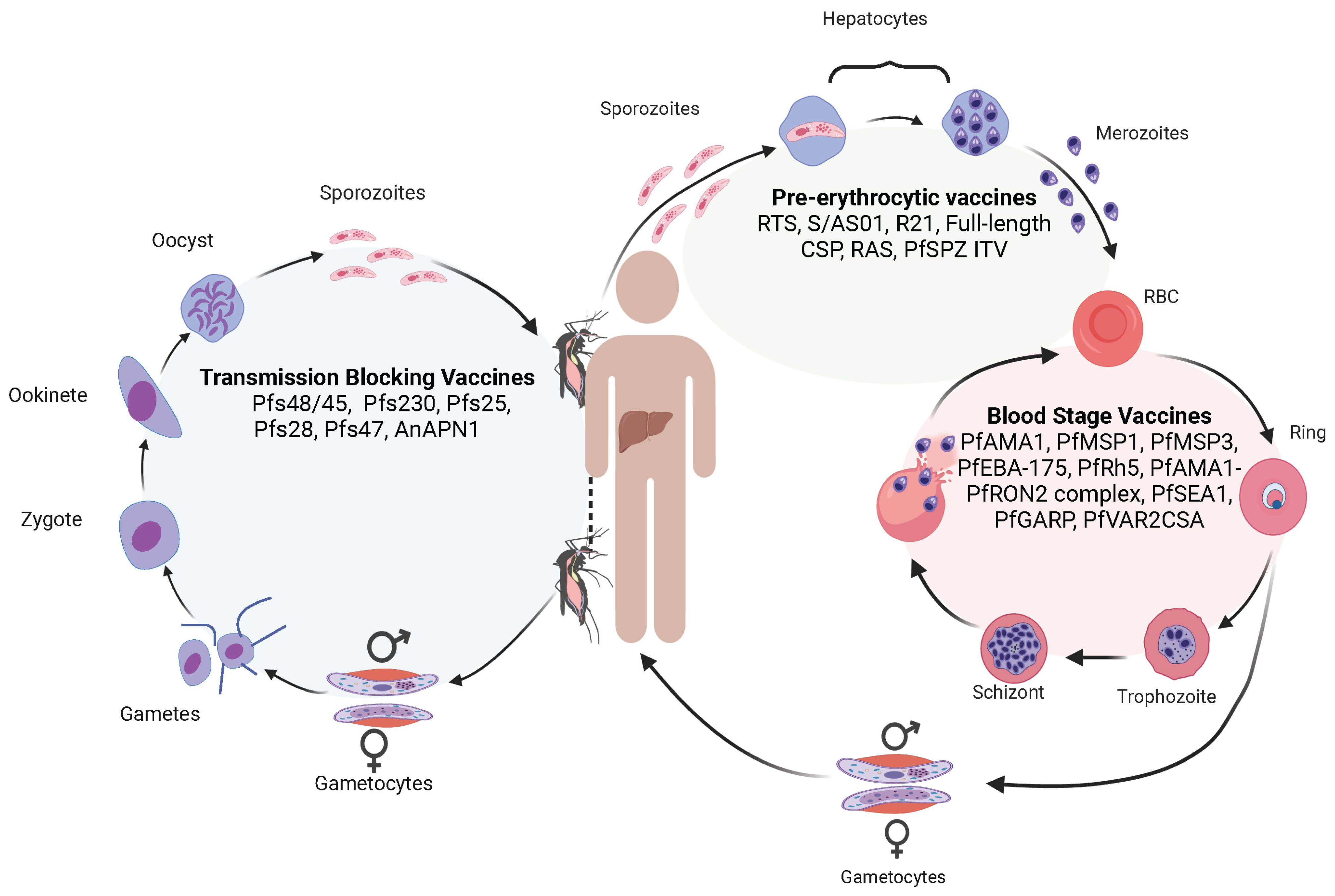 Pathogens | Free Full-Text | Malaria Genomics, Vaccine Development, and  Microbiome
