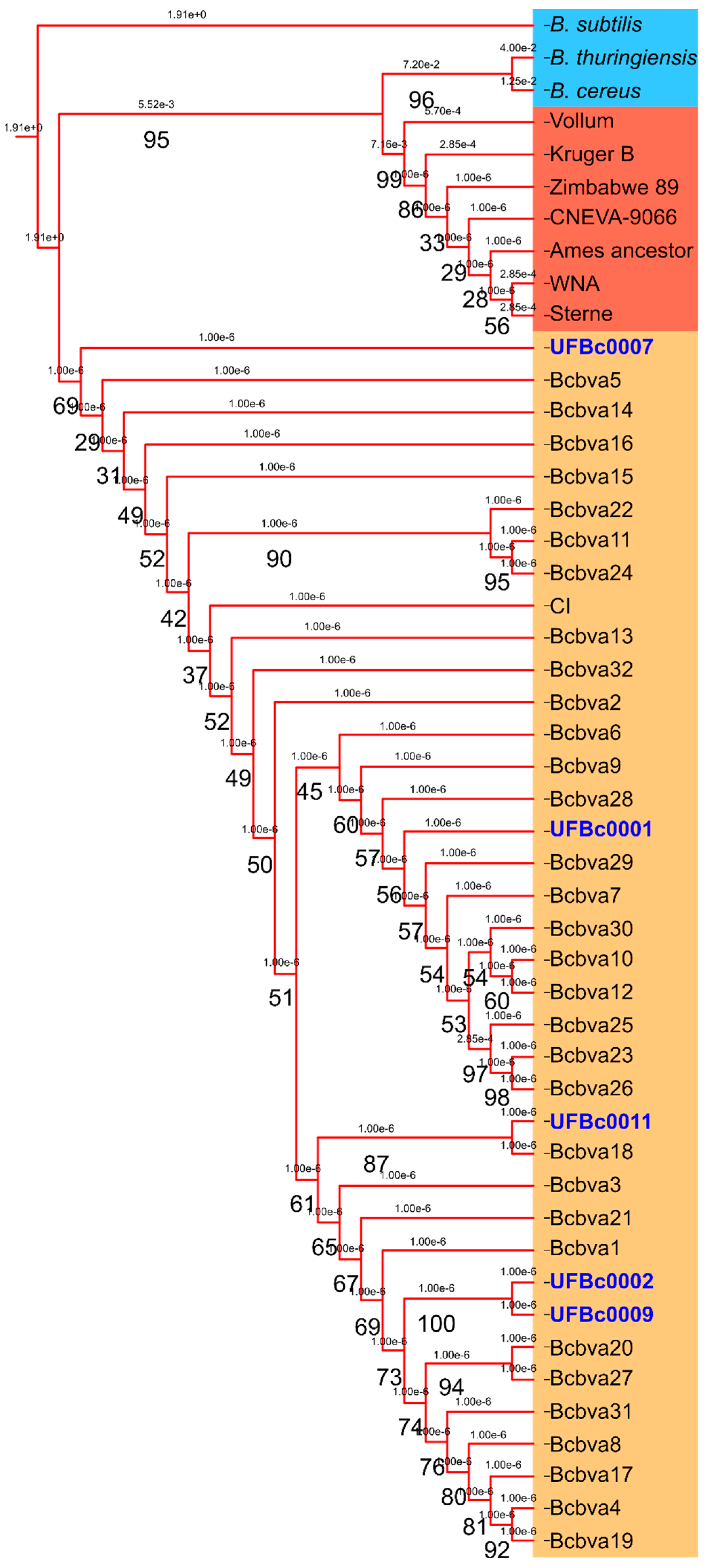 Pathogens | Free Full-Text | Genomic And Phylogenetic Analysis Of ...