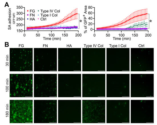 Pathogens | Free Full-Text | A Multilayered Imaging and