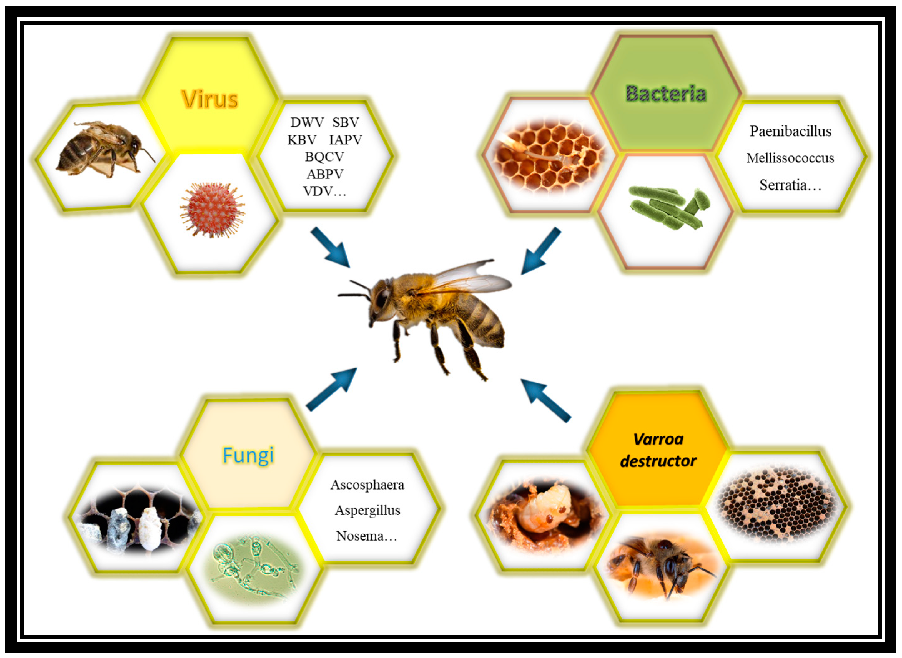 Pathogens | Free Full-Text | Plants and Their Derivatives as Promising  Therapeutics for Sustainable Control of Honeybee (Apis mellifera) Pathogens