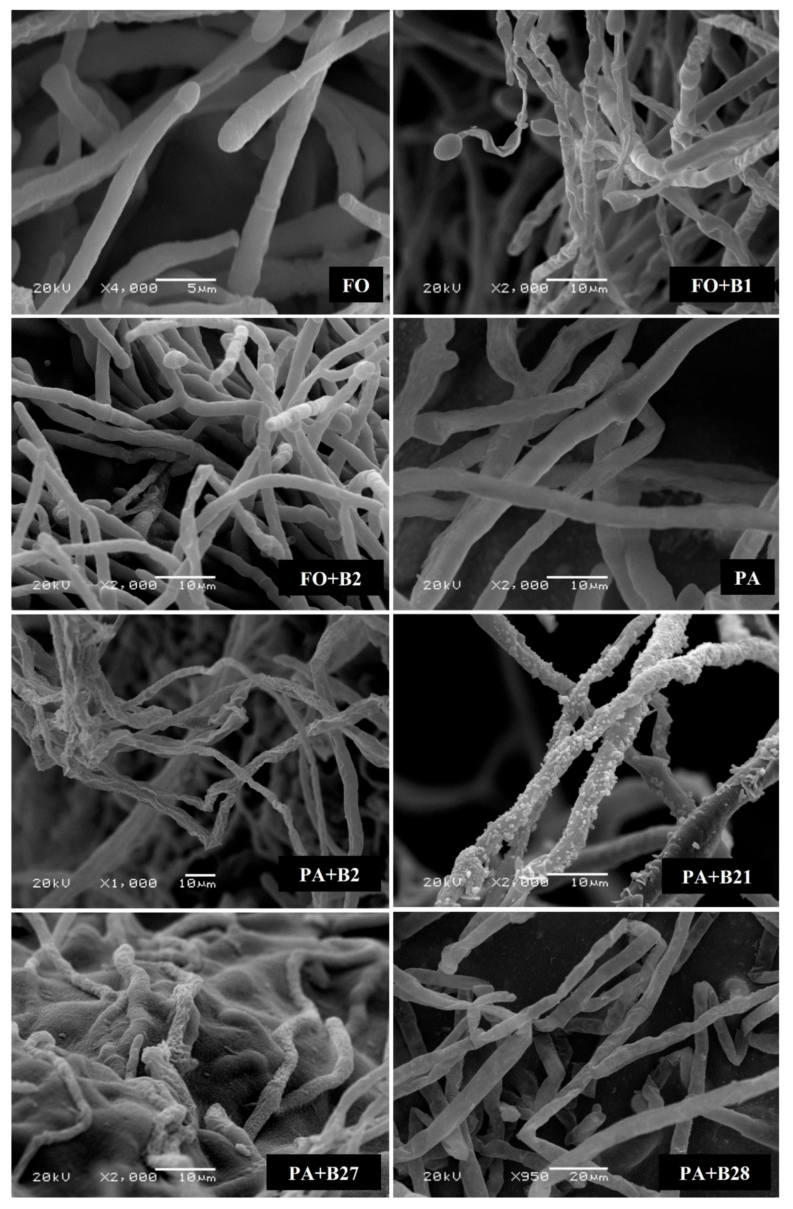 Pathogens 12 01275 g003 Pathogens 12 01275 g003