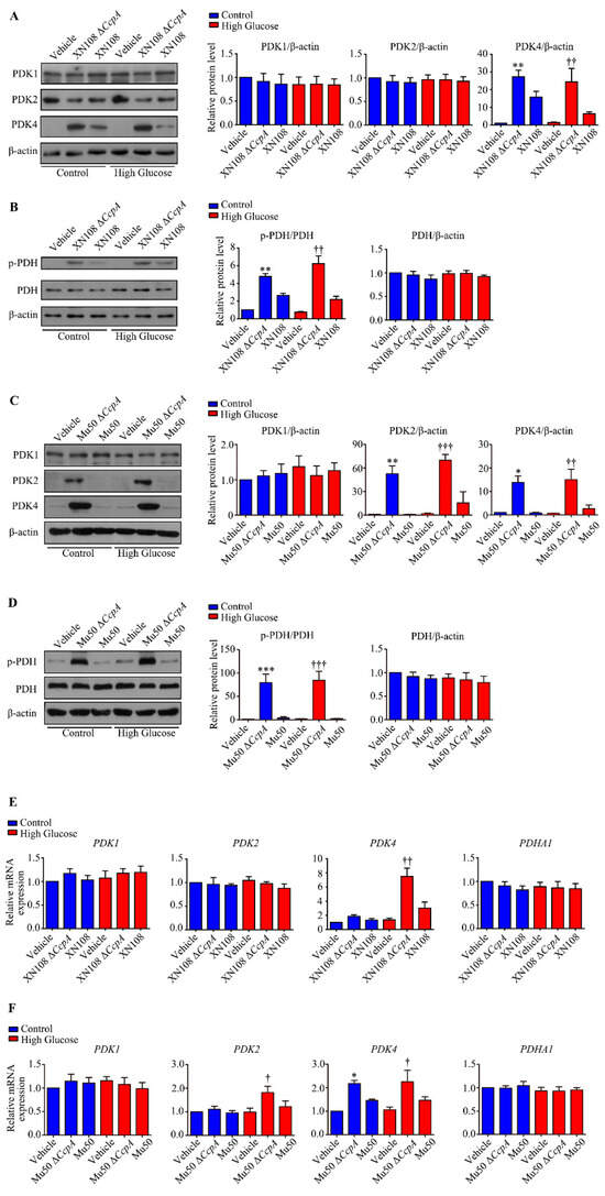 Adipocytes Armed against Staphylococcus aureus