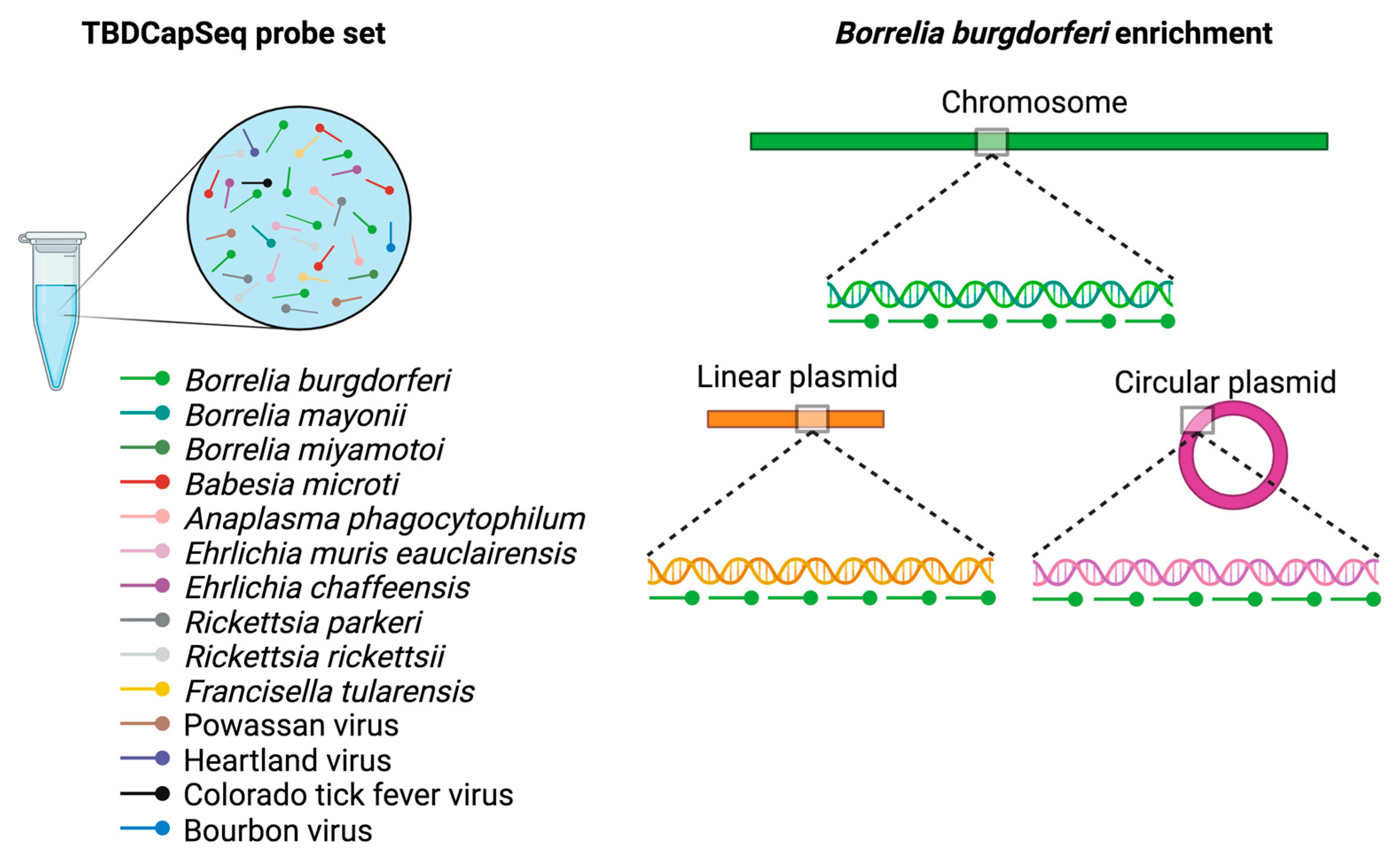 Pathogens 12 01371 g001 Pathogens 12 01371 g001