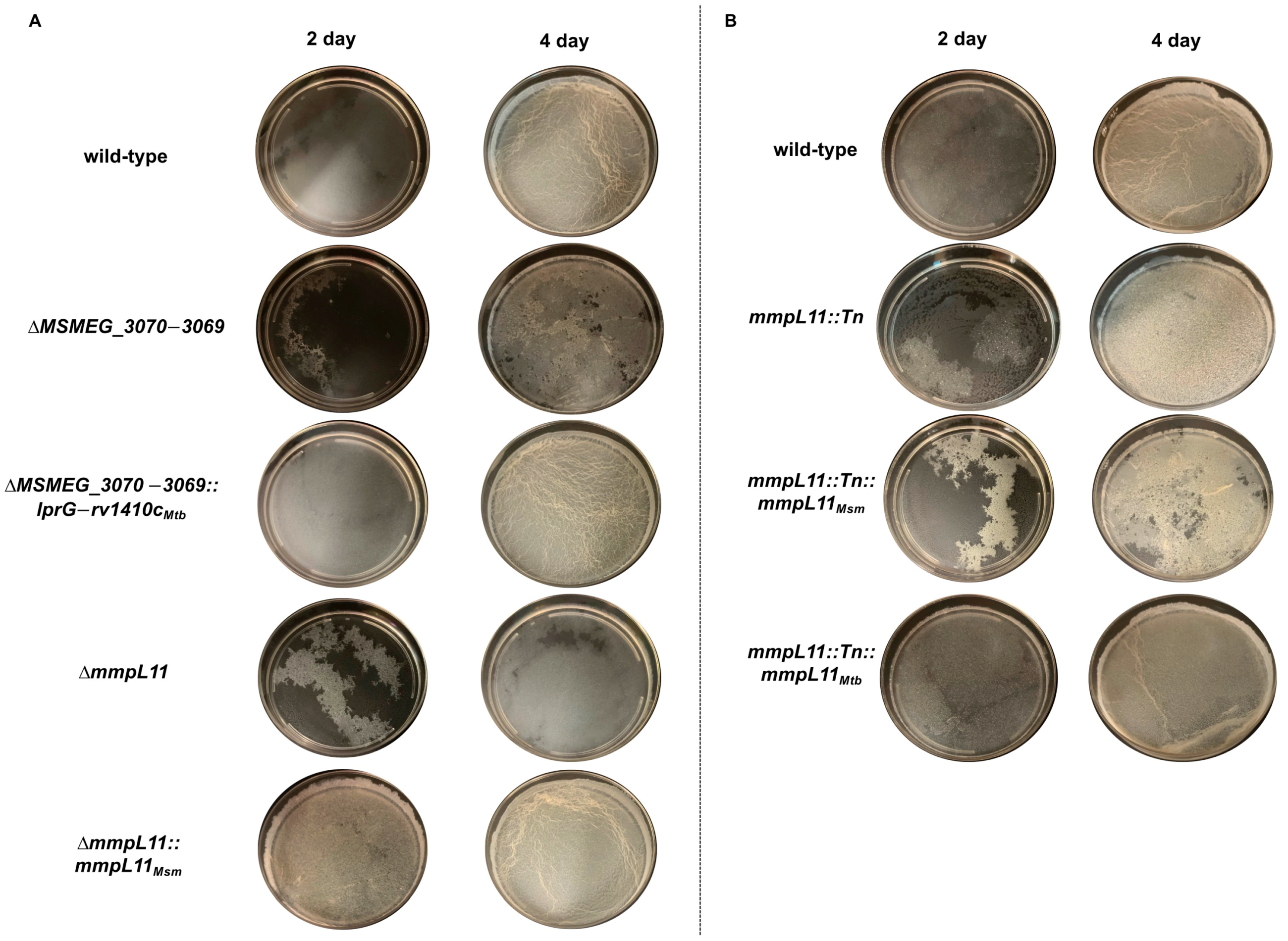 Pathogens 12 01375 g001