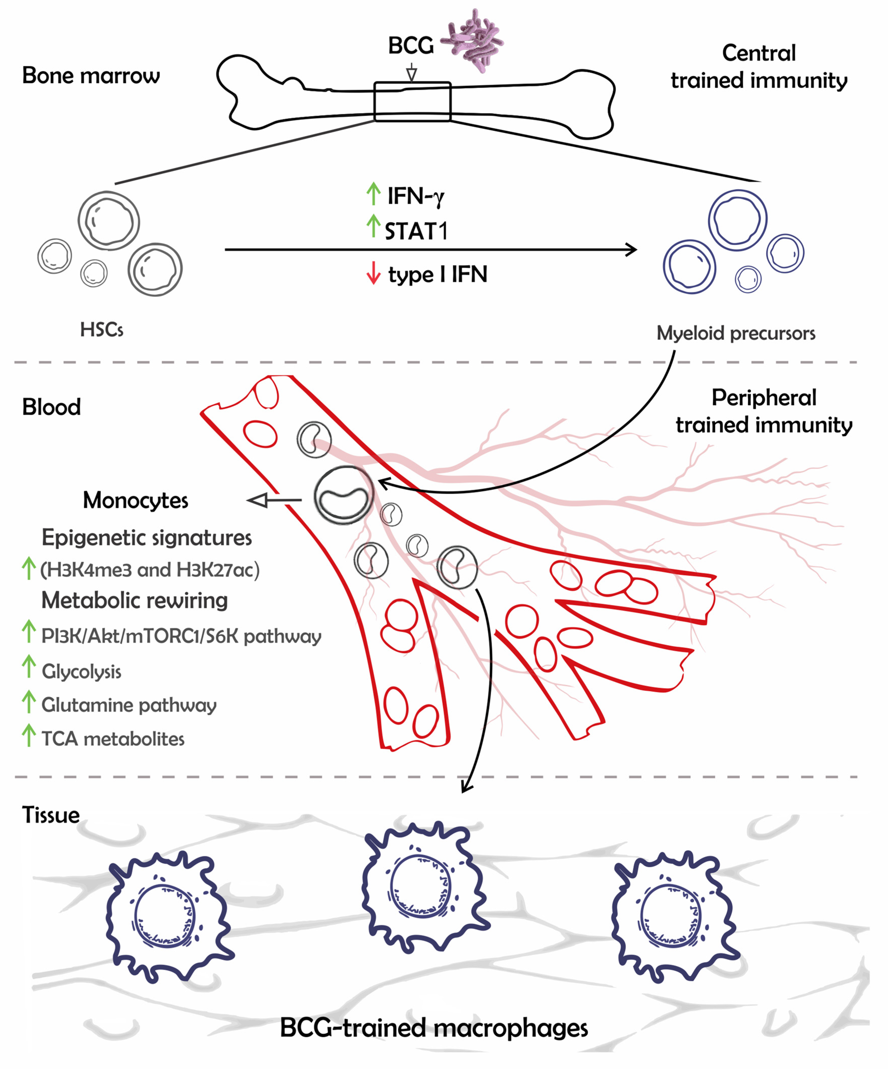 Pathogens 12 01386 g001