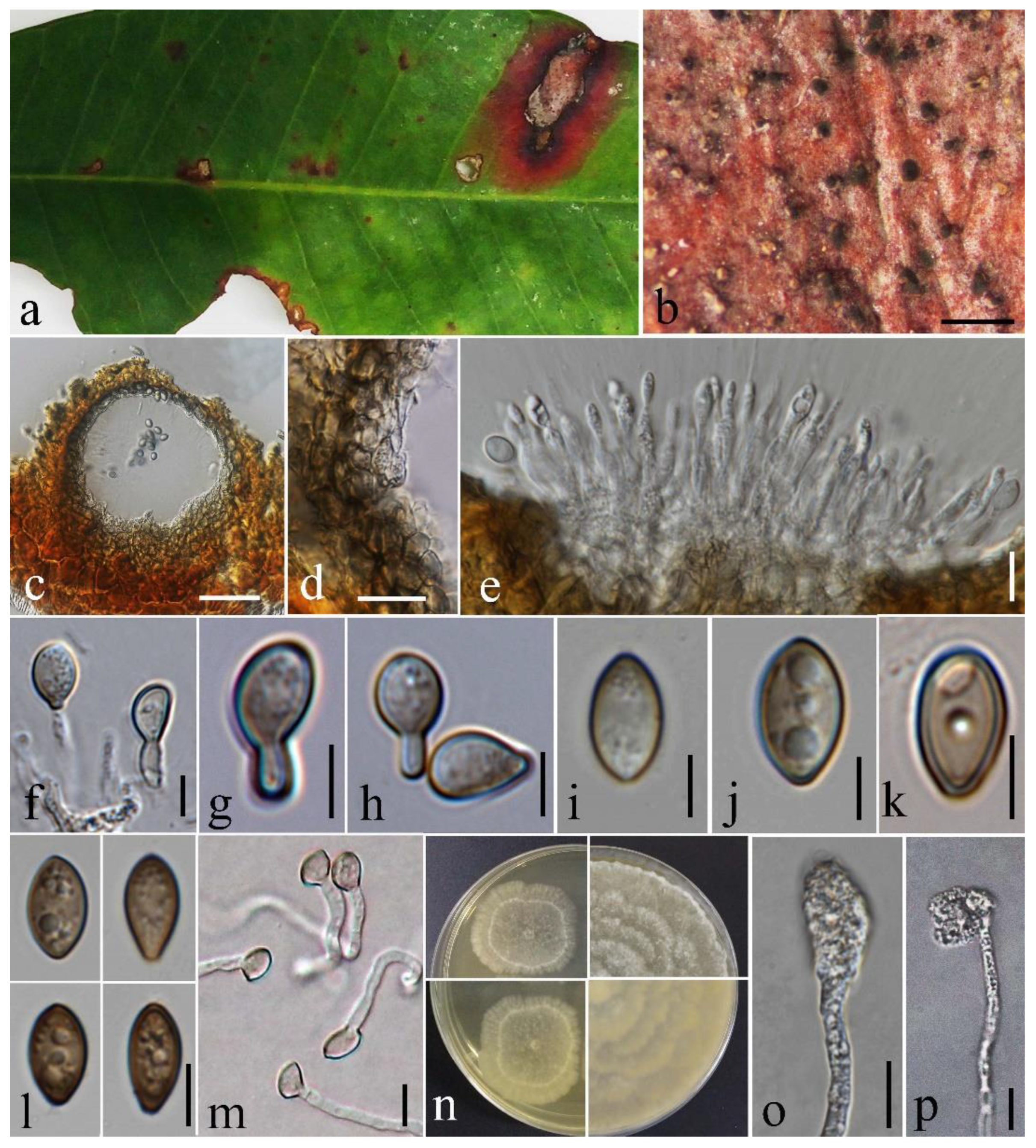 Pathogens | Free Full-Text | Appressoria-Producing Sordariomycetes 