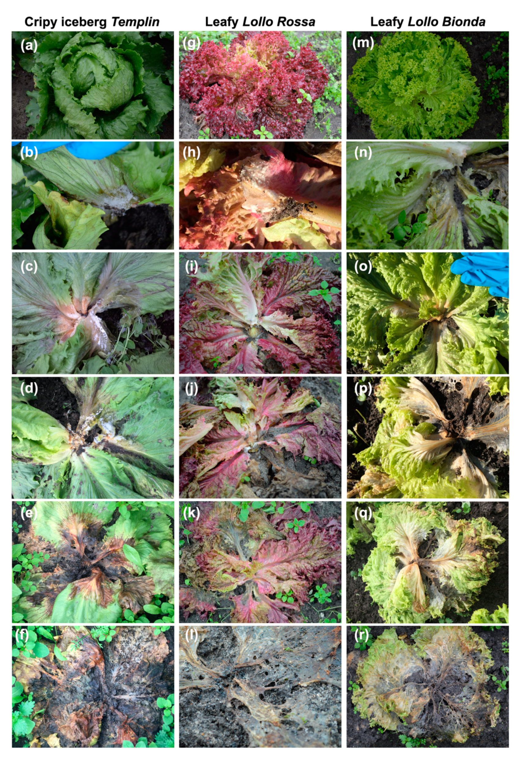 Pathogens 12 01416 g005