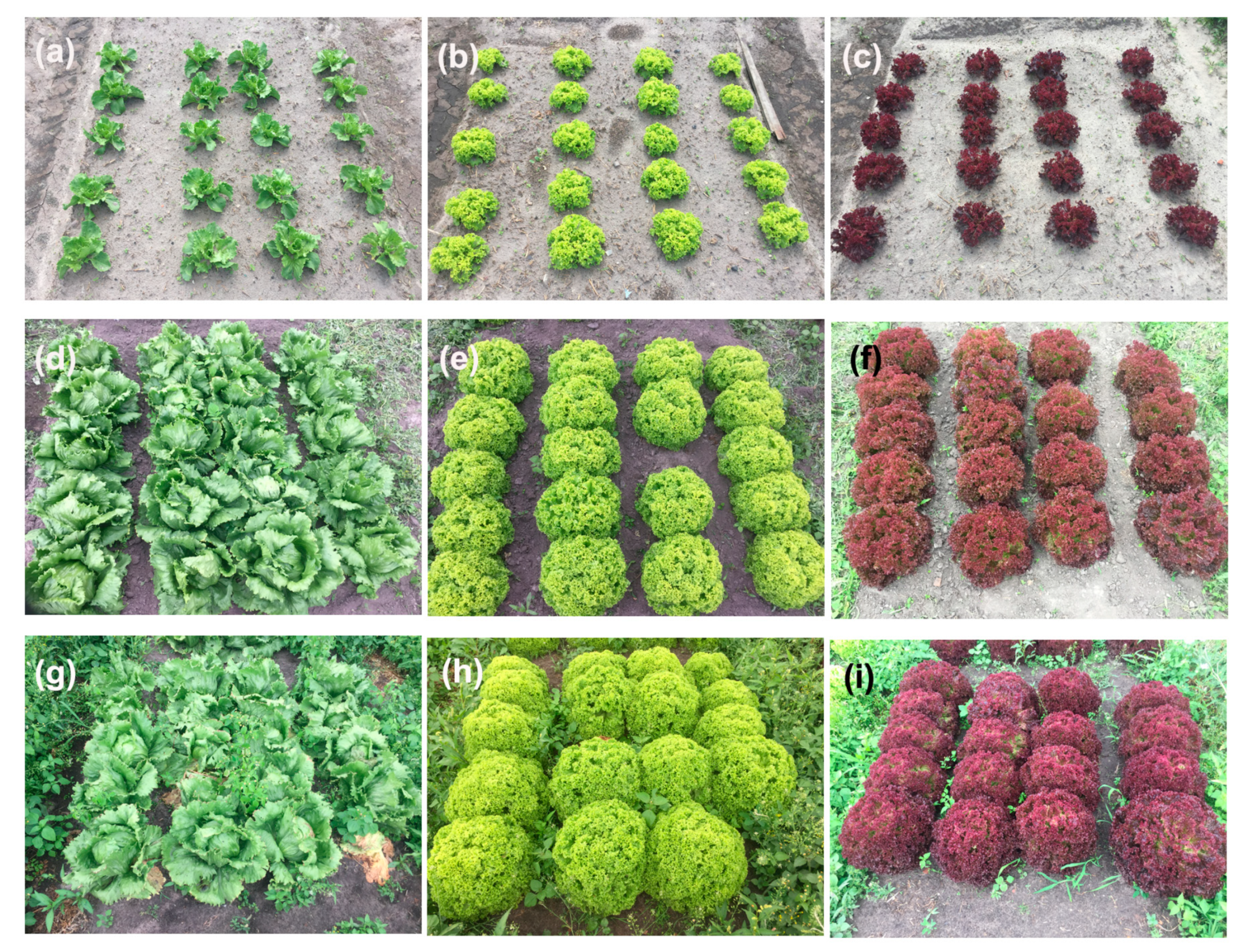 Pathogens 12 01416 g0a2