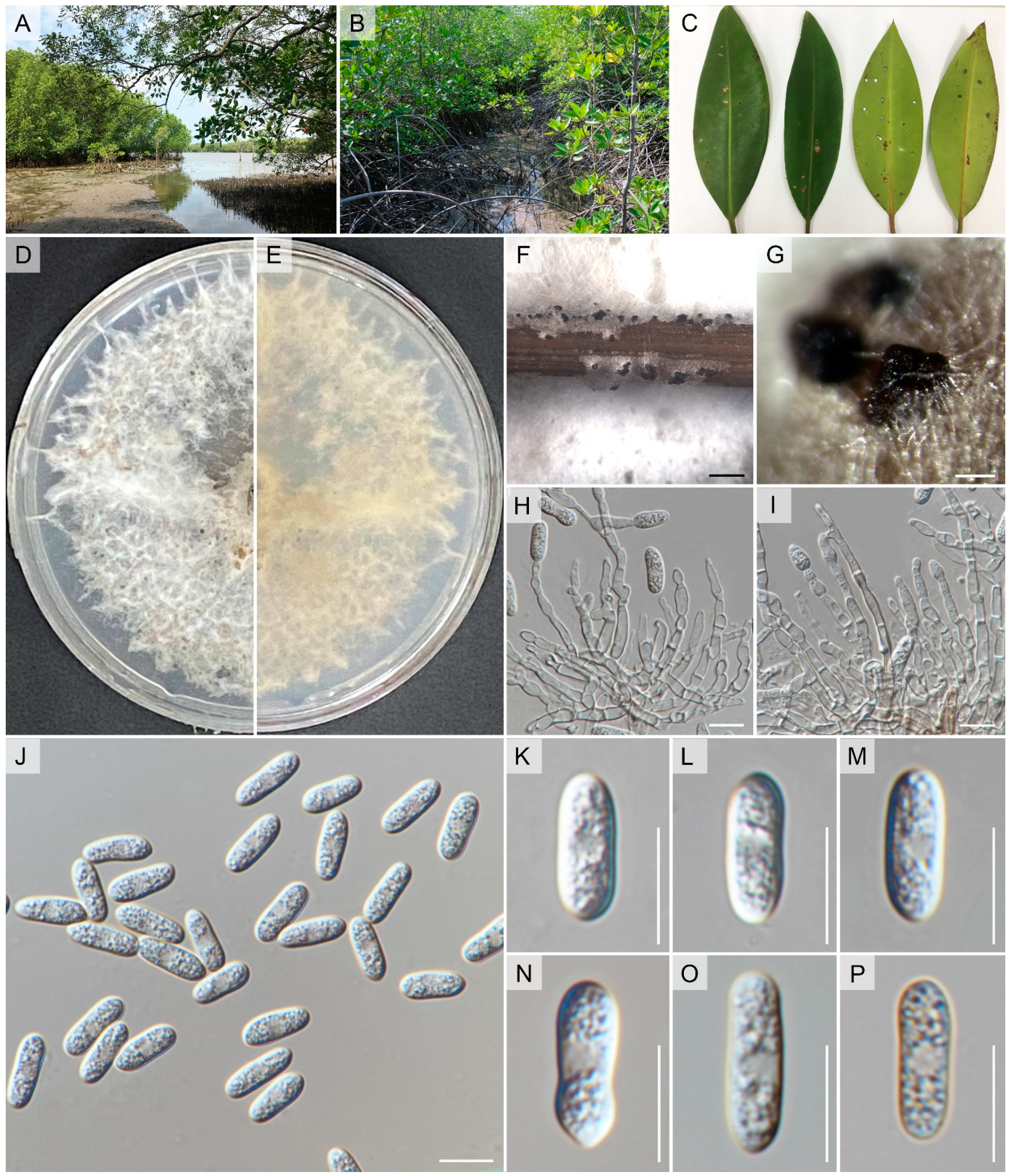 Pathogens 12 01436 g005