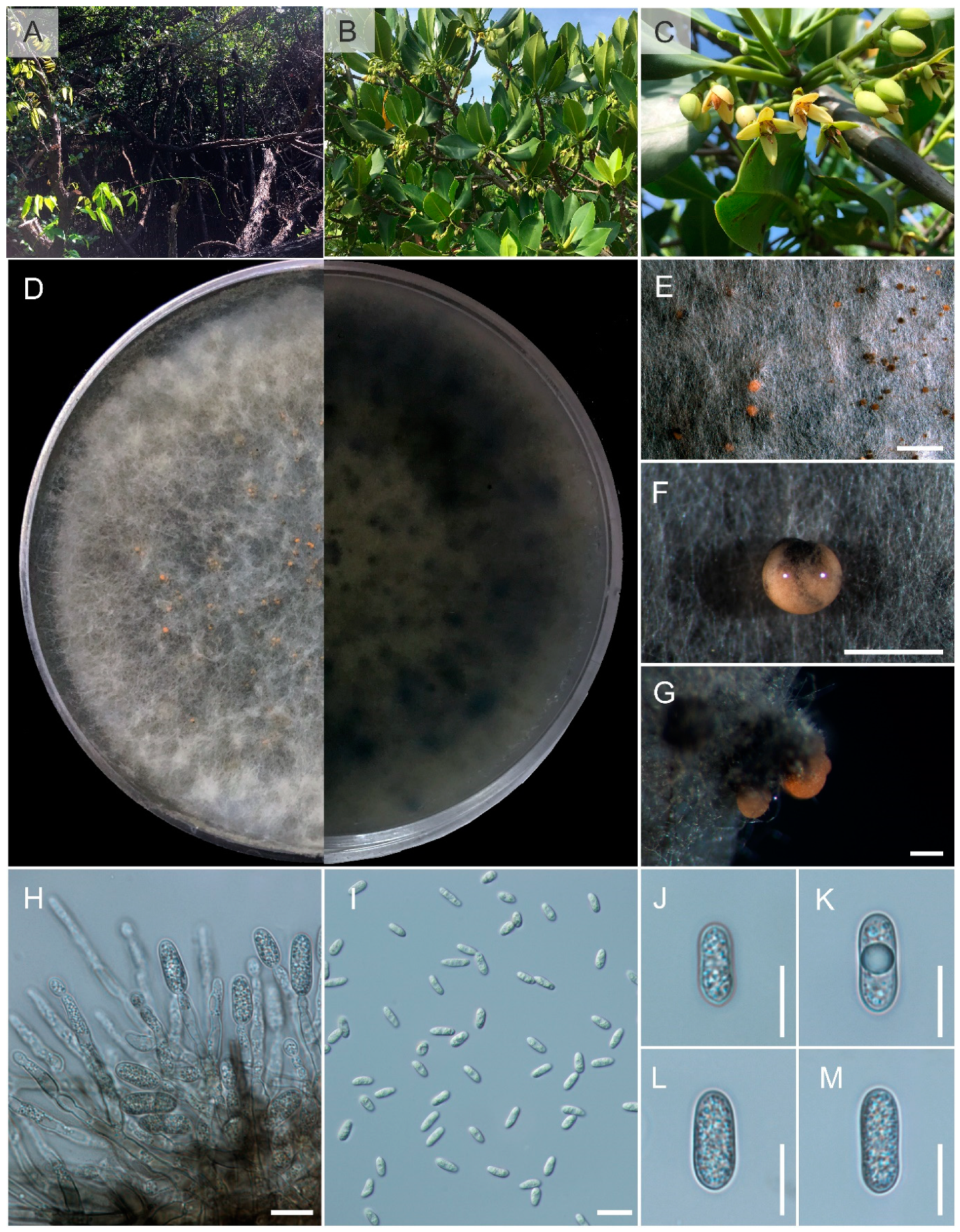 Pathogens 12 01436 g007