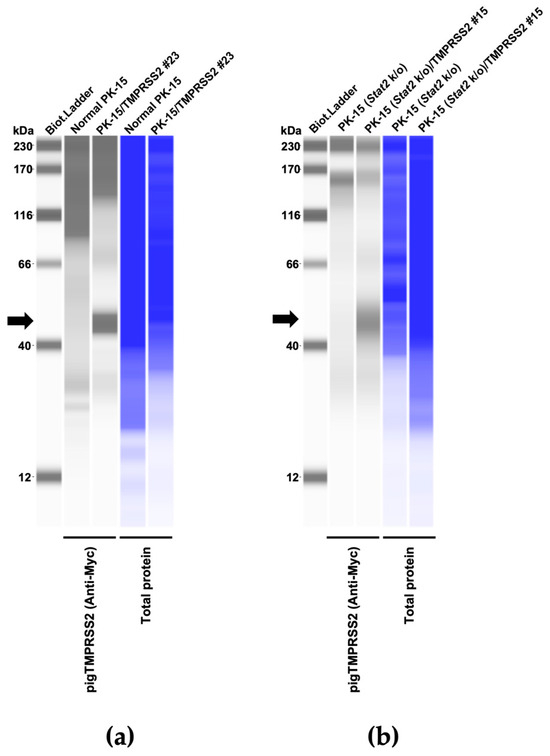 Pathogens | Free Full-Text | Generation of a Porcine Cell Line