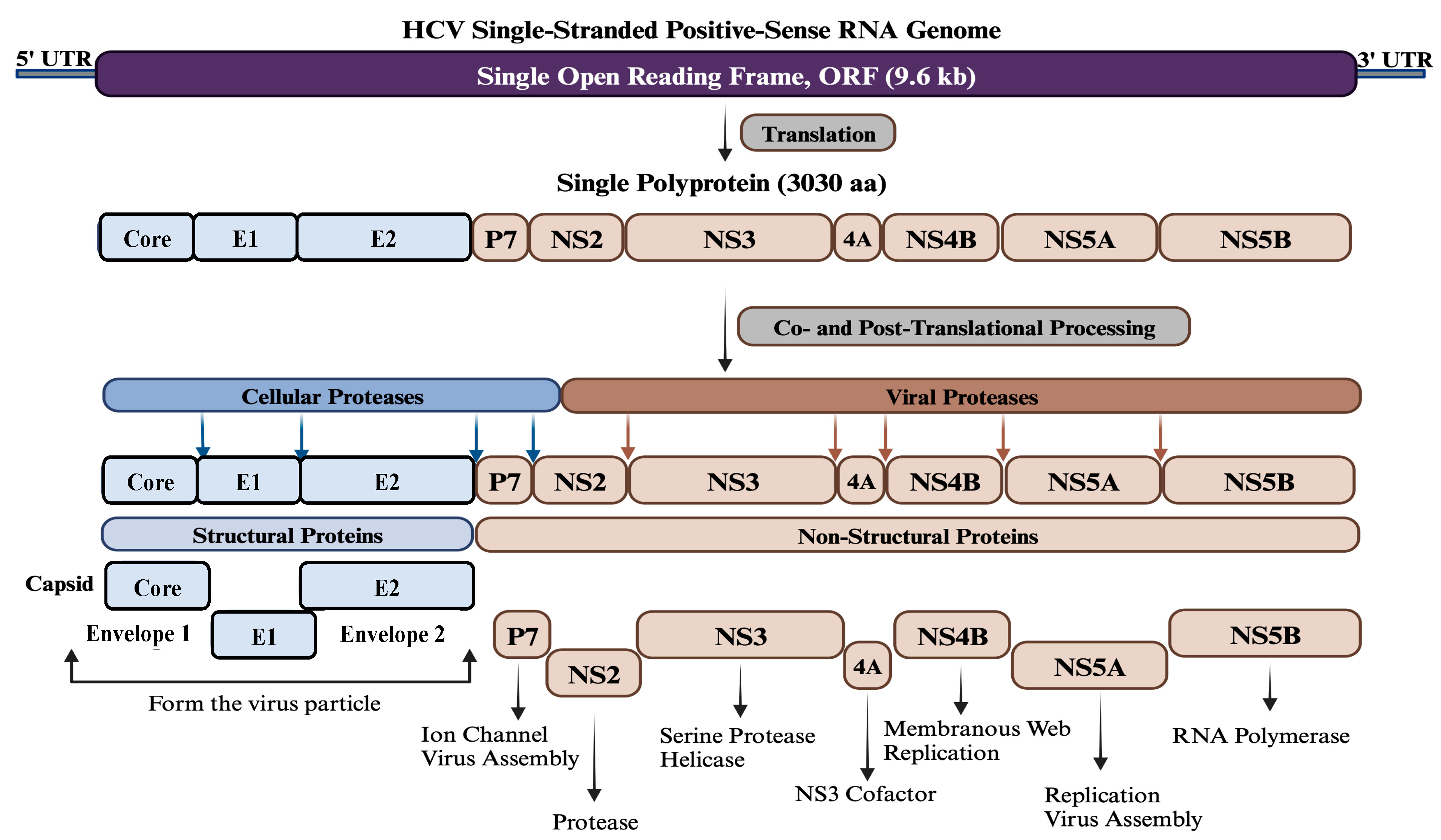 https://www.mdpi.com/pathogens/pathogens-13-00038/article_deploy/html/images/pathogens-13-00038-g001.png