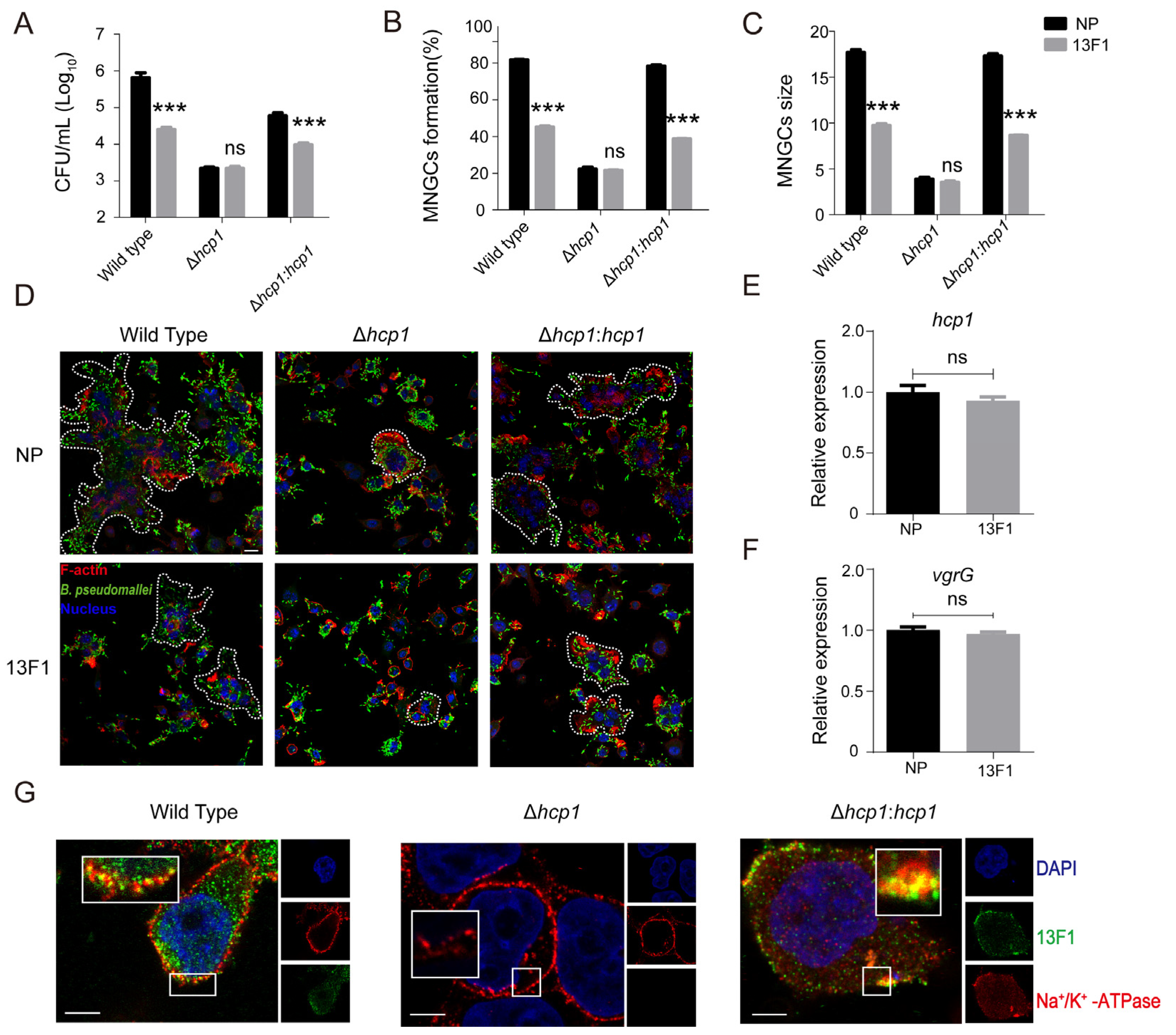 Pathogens 13 00043 g004