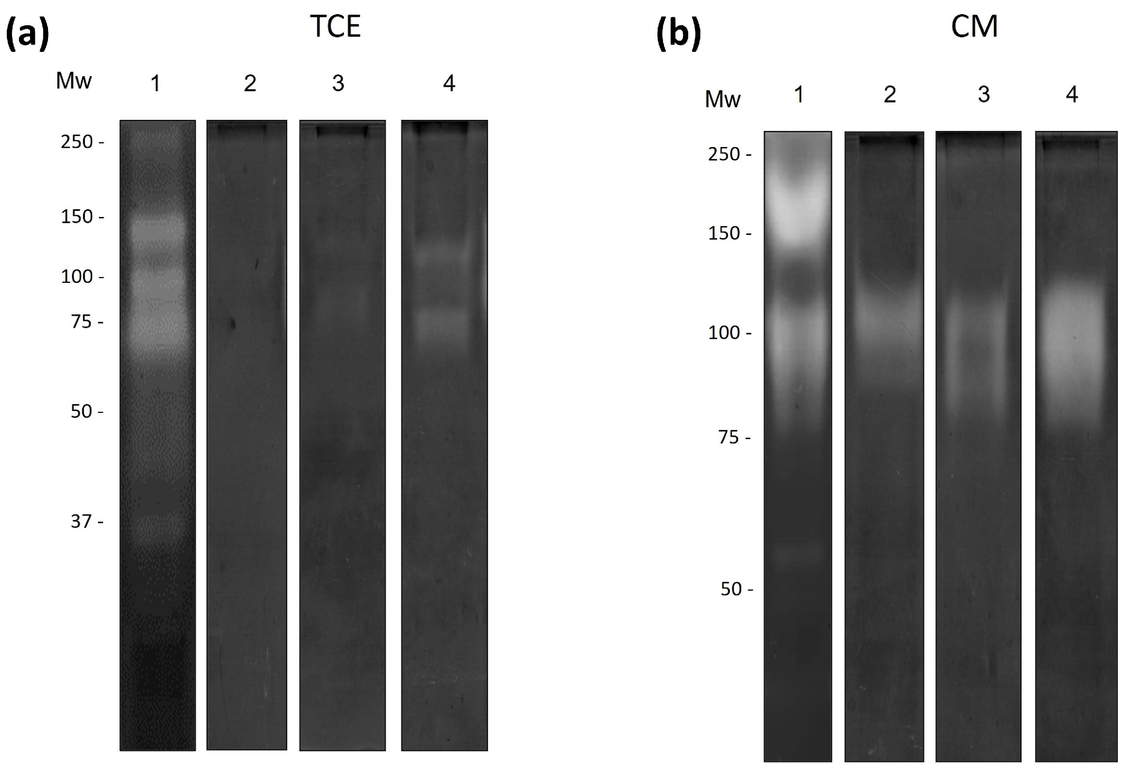 Pathogens 13 00044 g004
