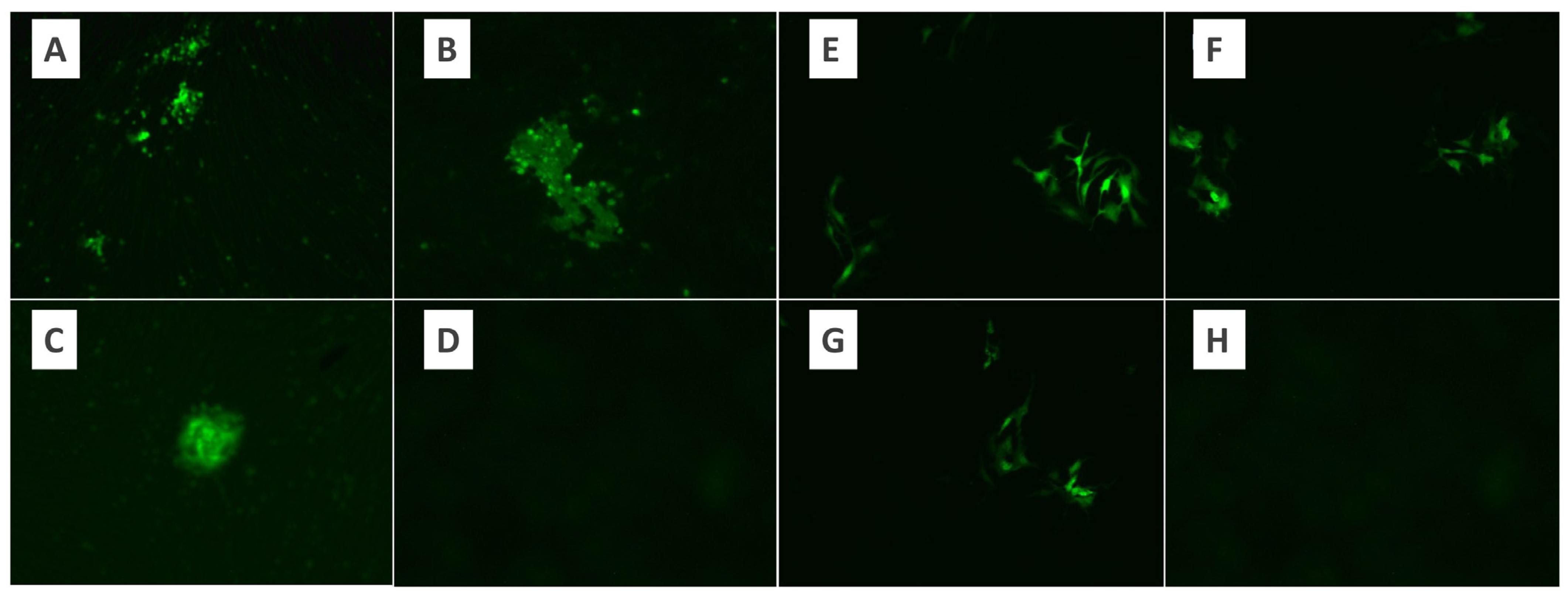 Pathogens 13 00072 g002