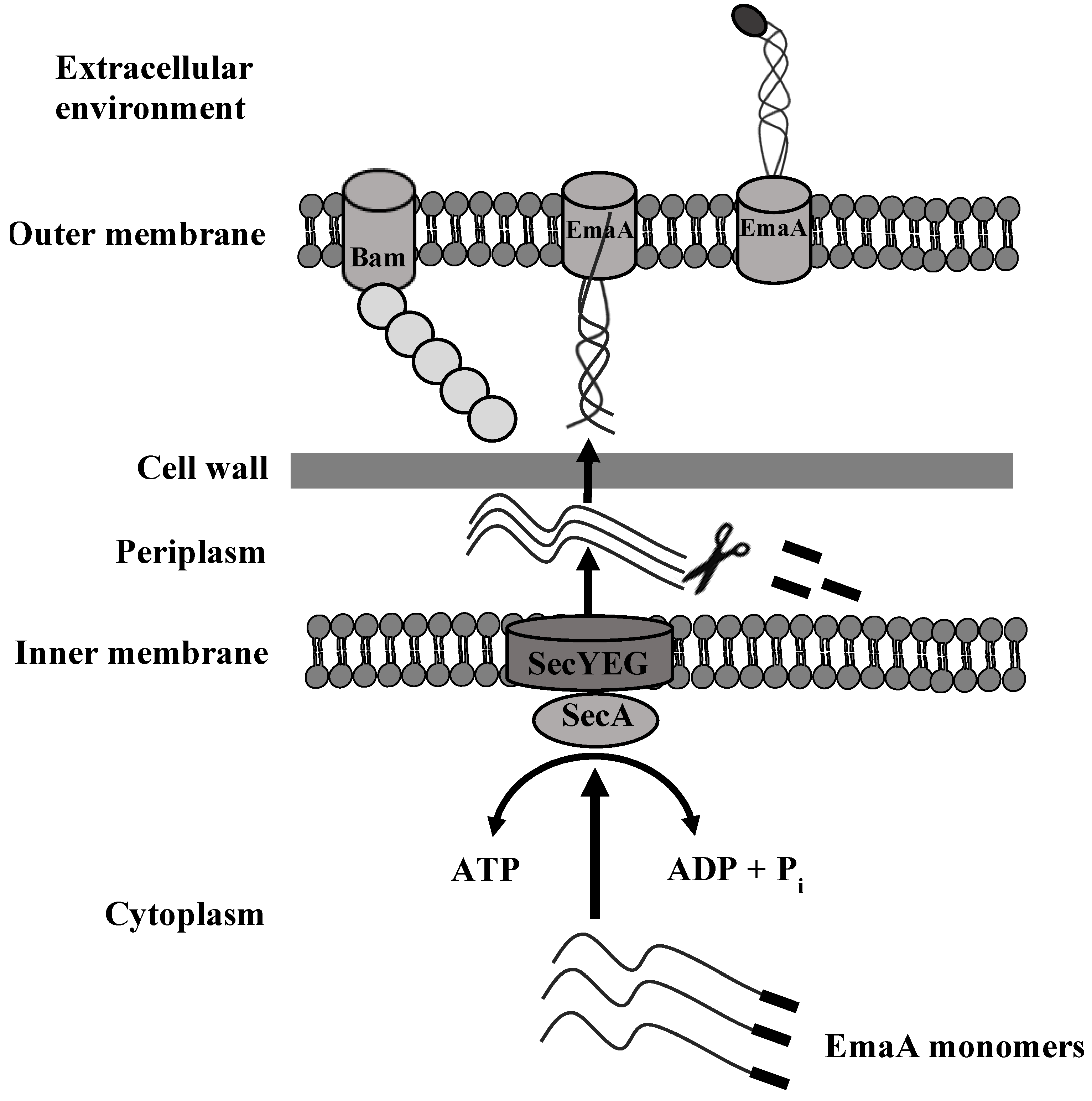 Pathogens 13 00099 g004 Pathogens 13 00099 g004