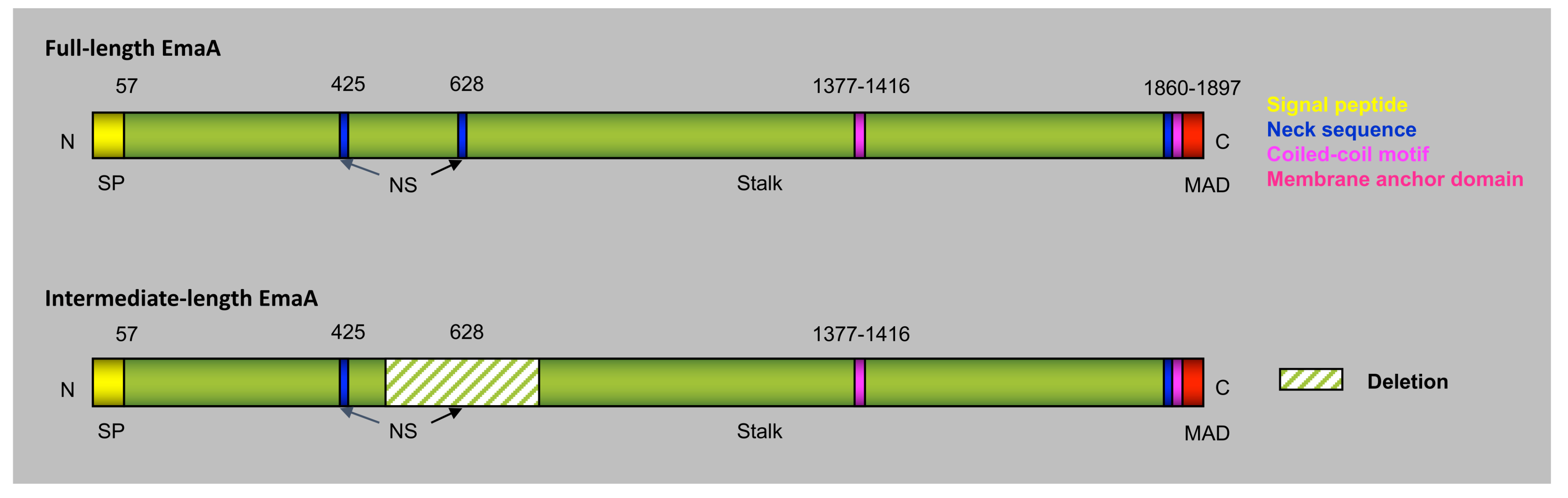 Pathogens 13 00099 g005 Pathogens 13 00099 g005