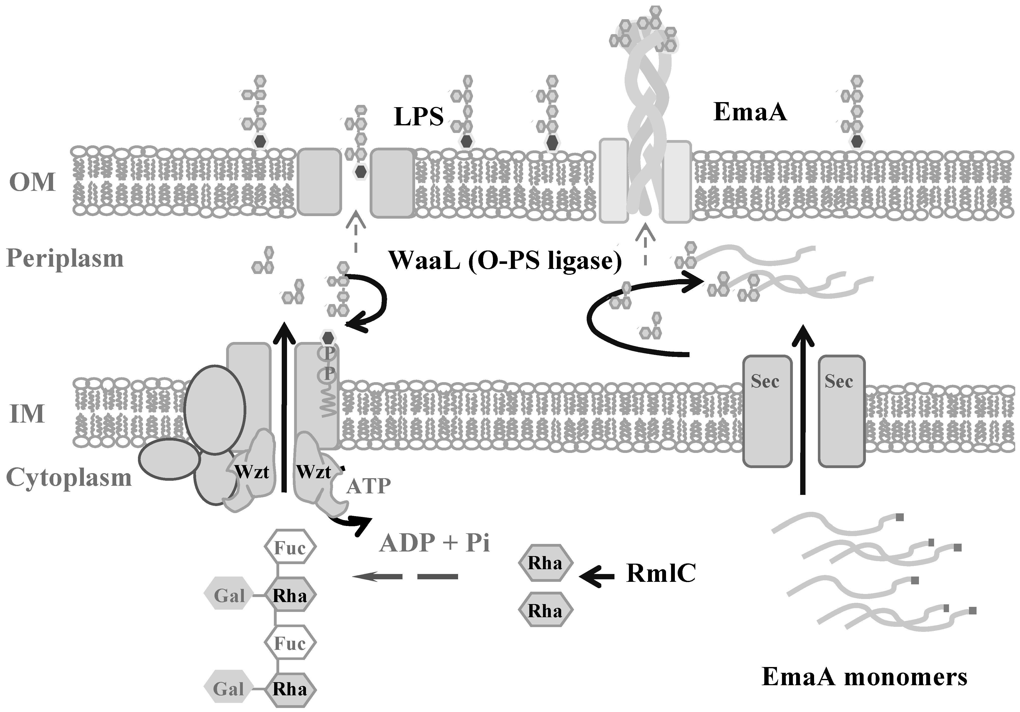 Pathogens 13 00099 g006 Pathogens 13 00099 g006