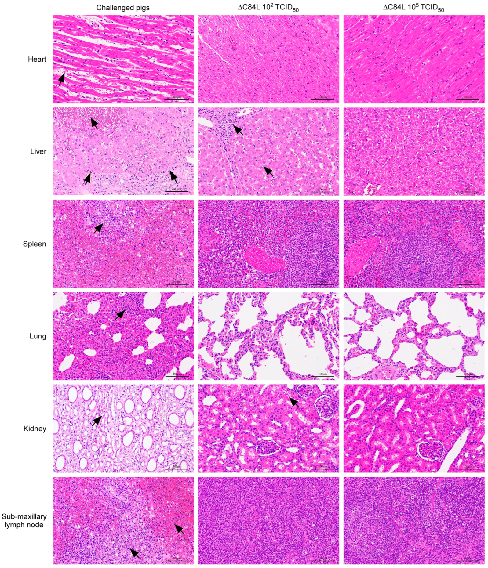 Pathogens 13 00103 g005