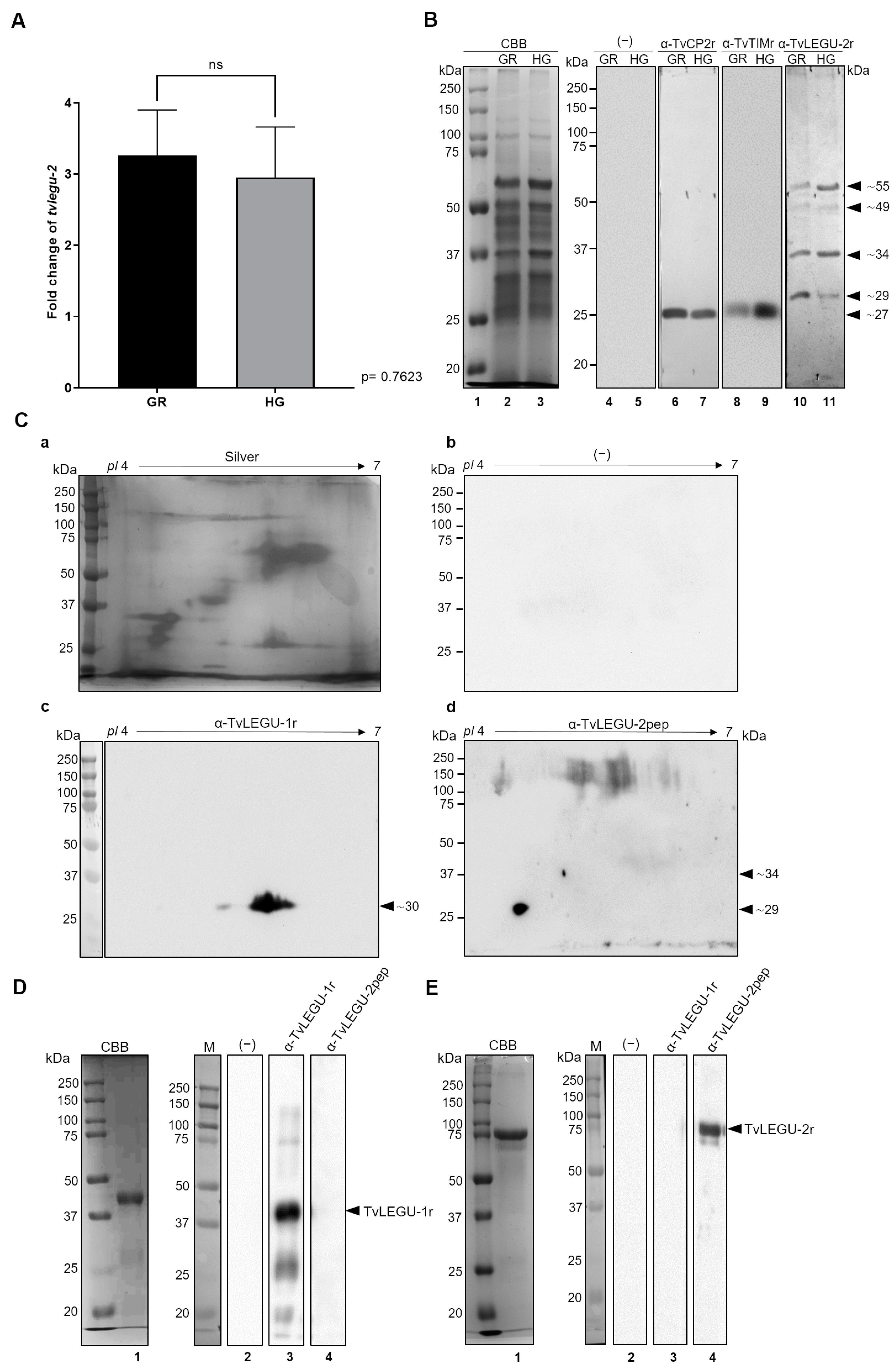 Pathogens 13 00119 g002 Pathogens 13 00119 g002