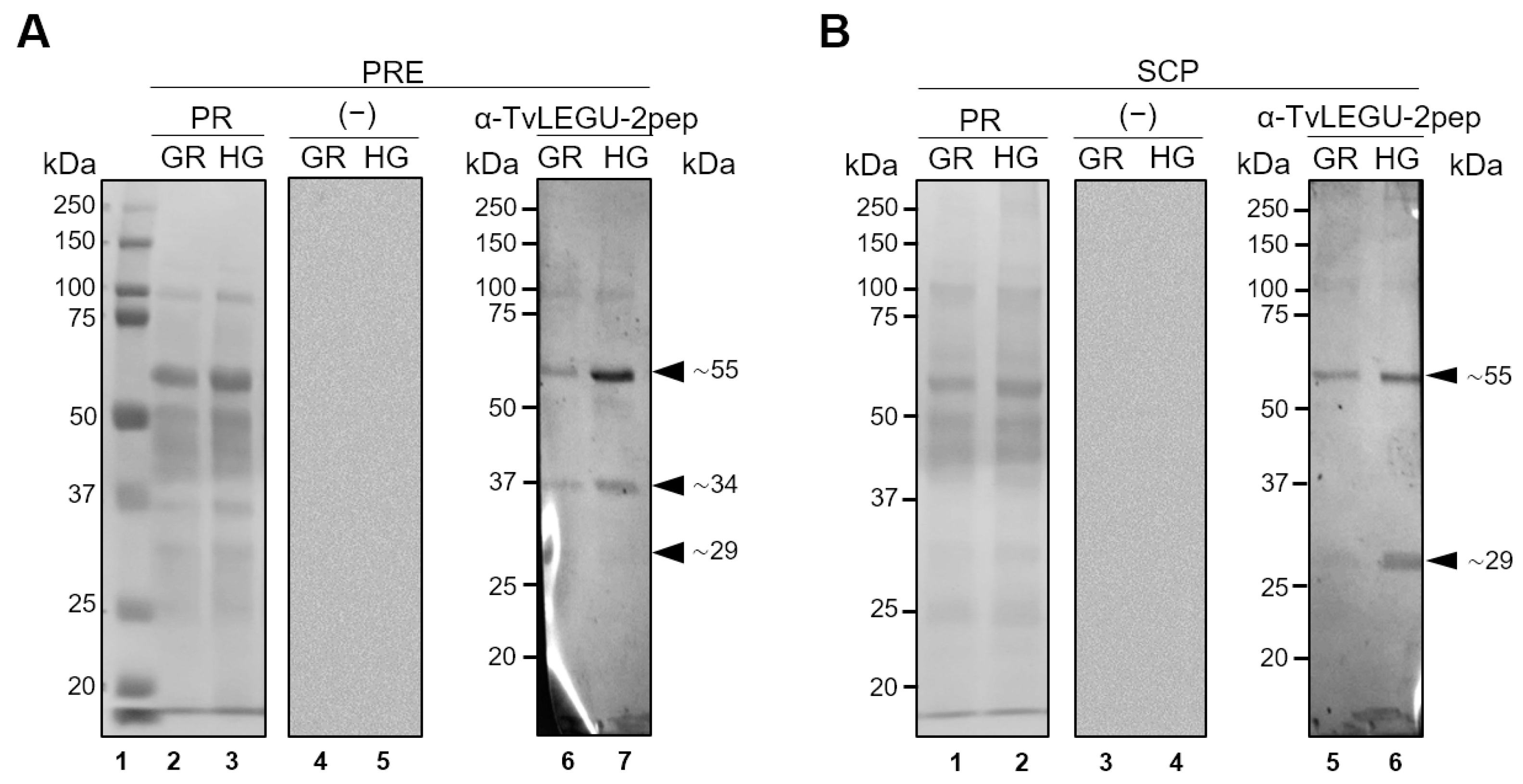 Pathogens 13 00119 g008 Pathogens 13 00119 g008