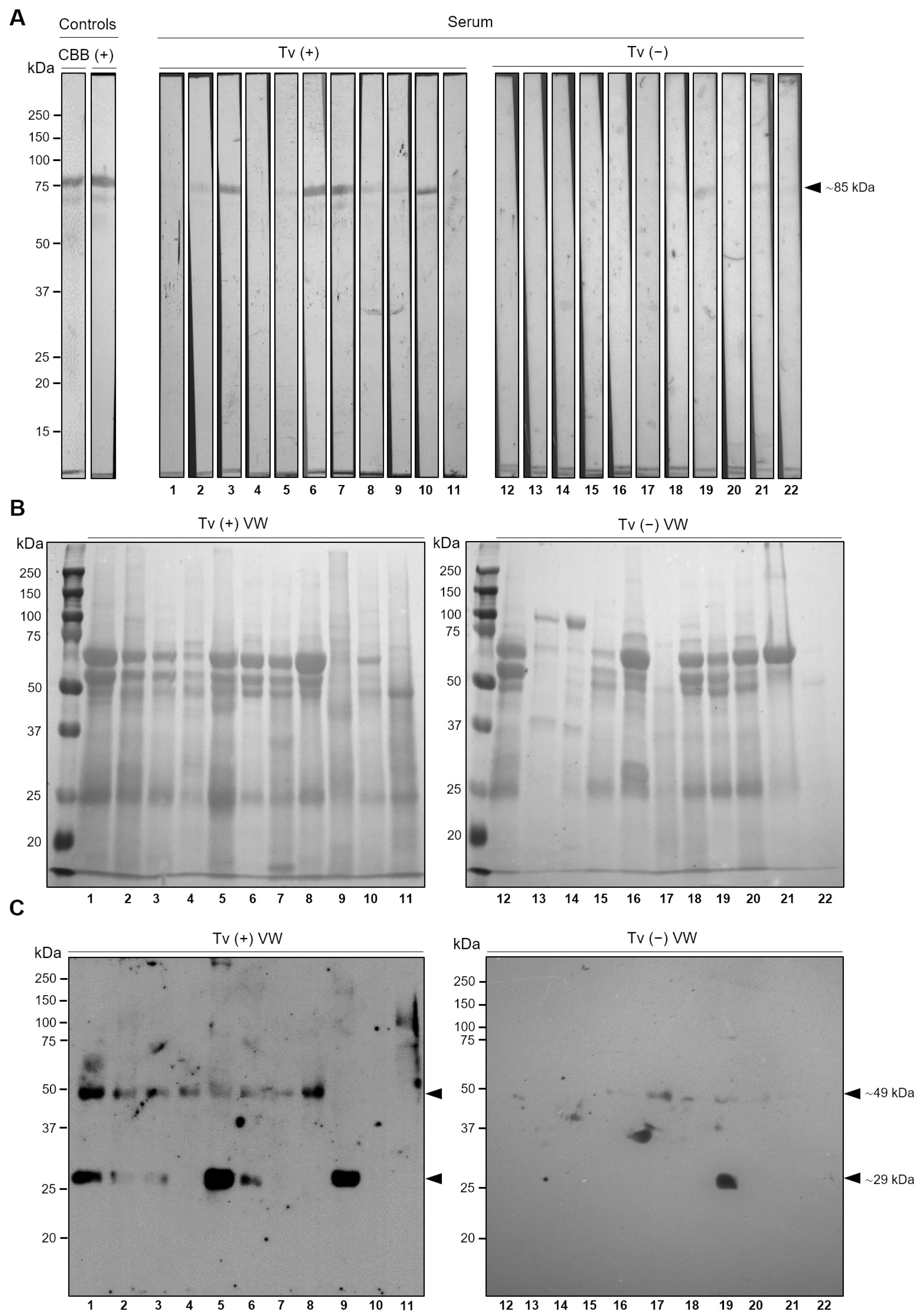 Pathogens 13 00119 g009 Pathogens 13 00119 g009