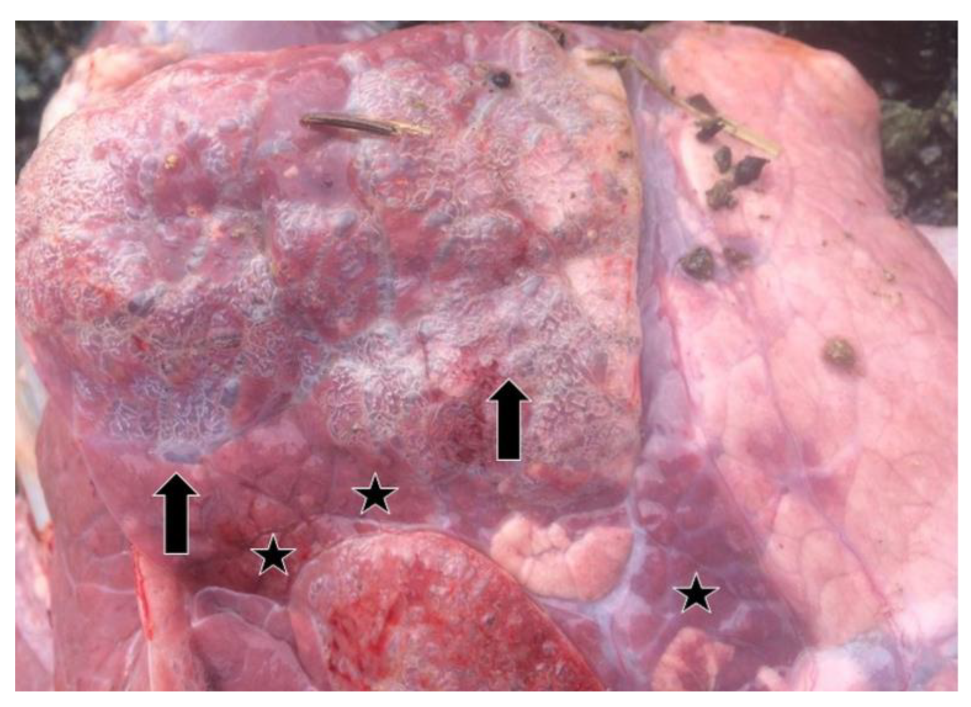 Pathogens 13 00304 g002