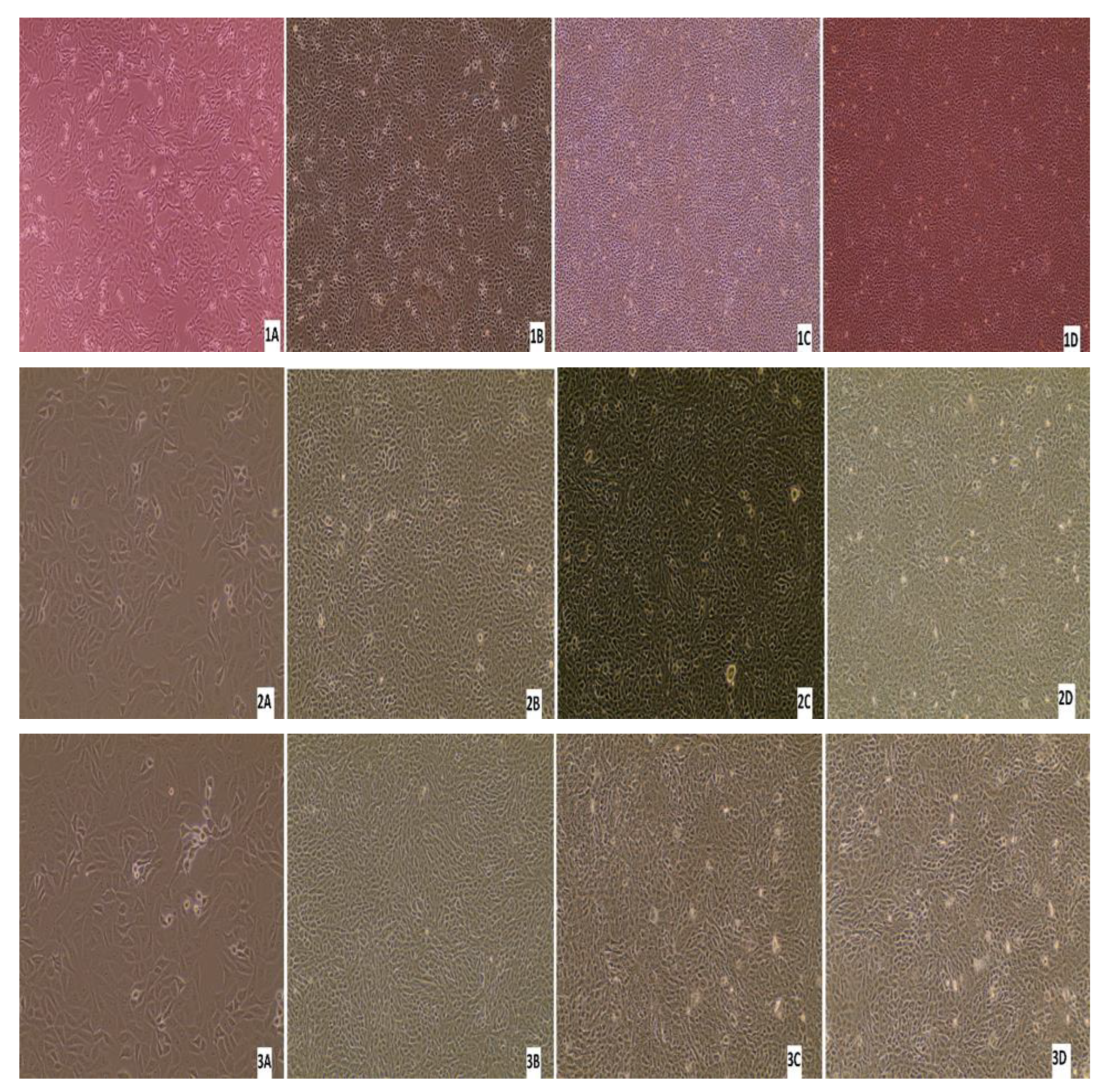 Pathogens 13 00304 g011a