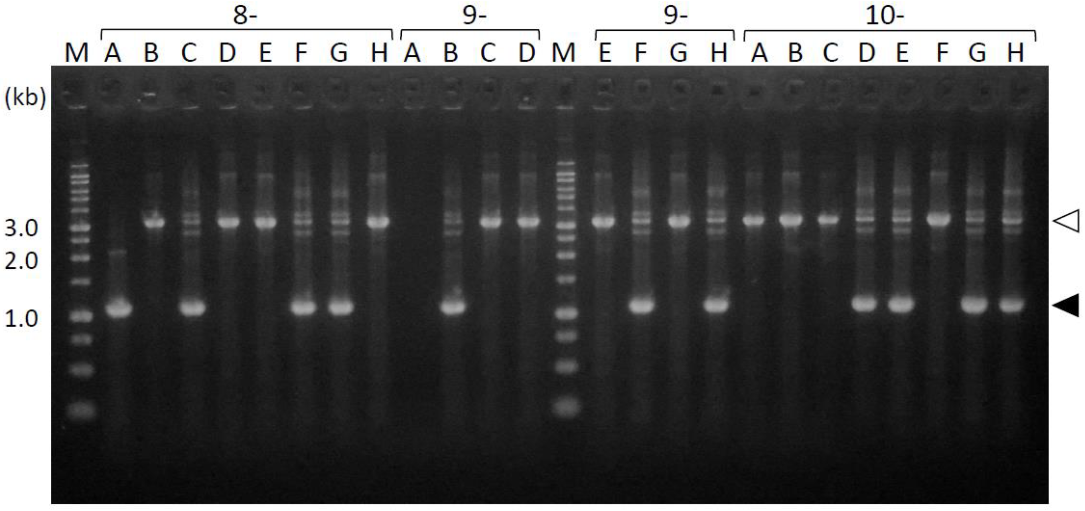 Pathogens 13 00309 g003