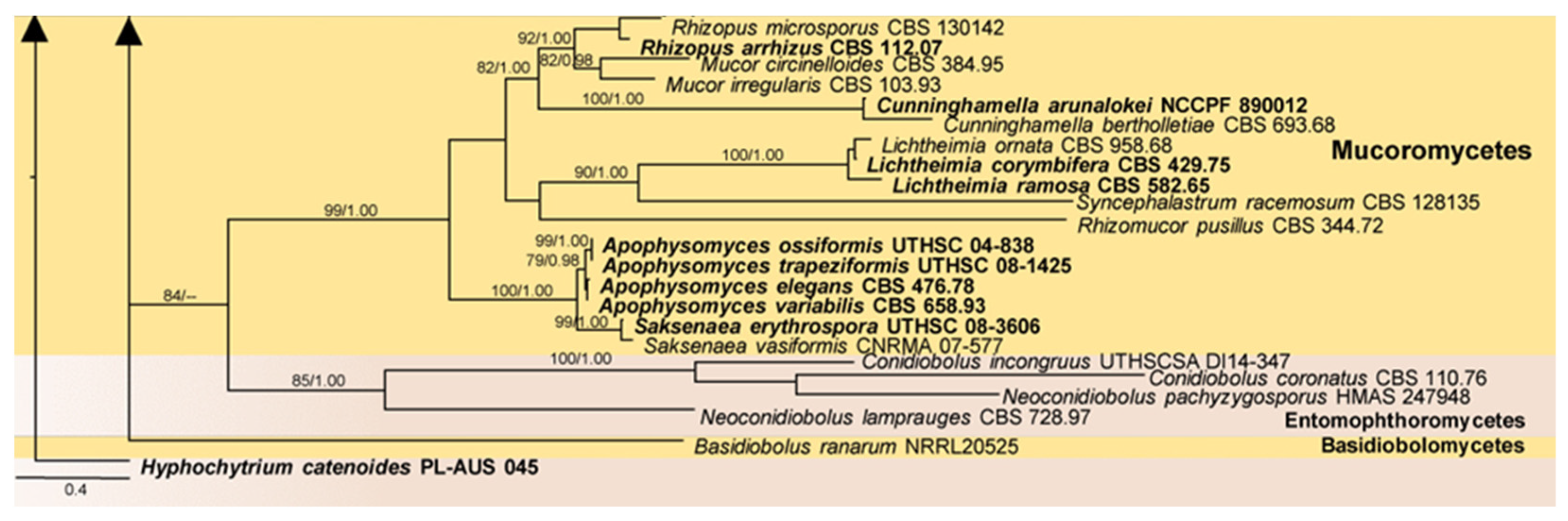 Pathogens 13 00426 g005c Pathogens 13 00426 g005c