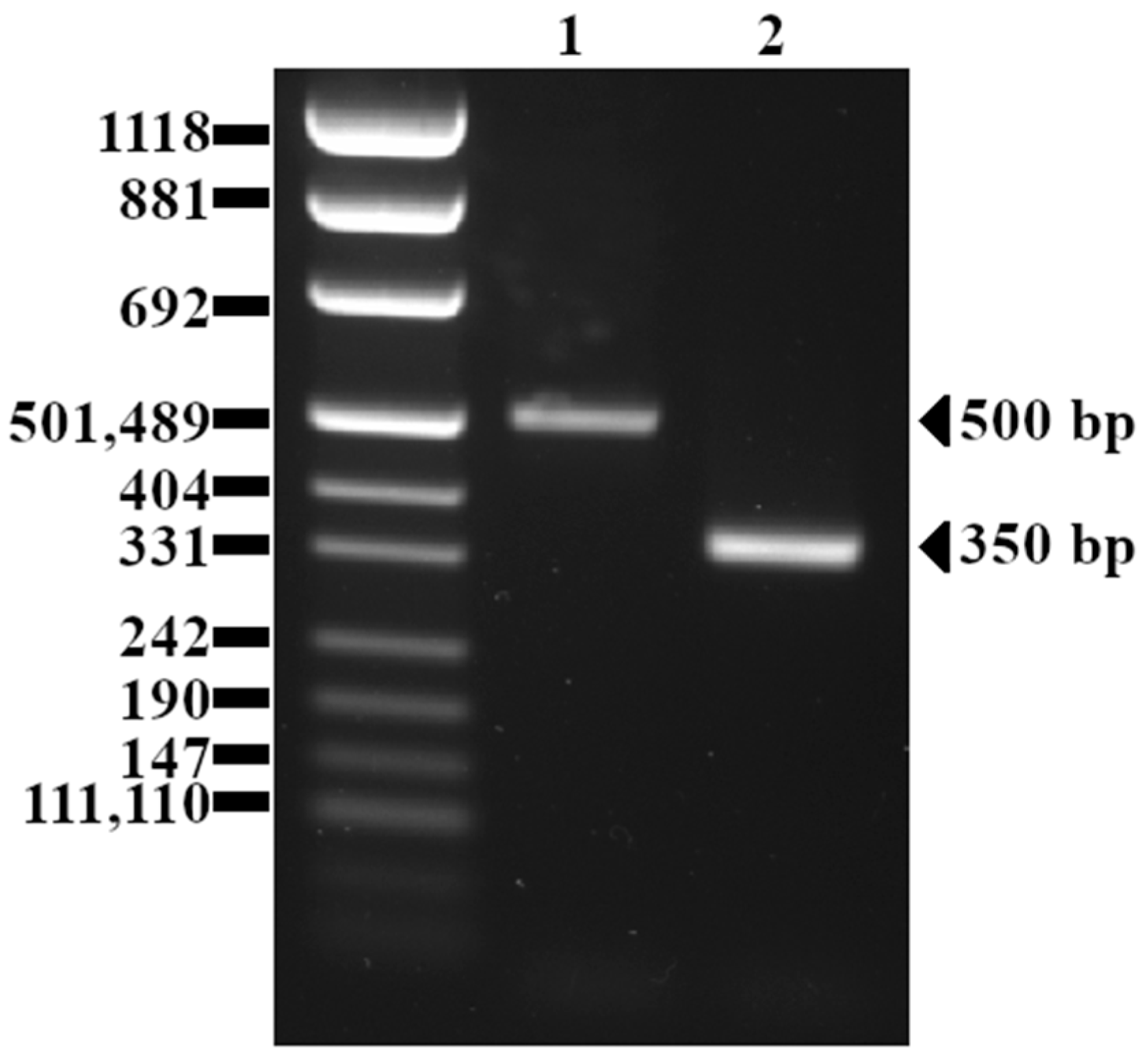 Pathogens 13 00444 g002