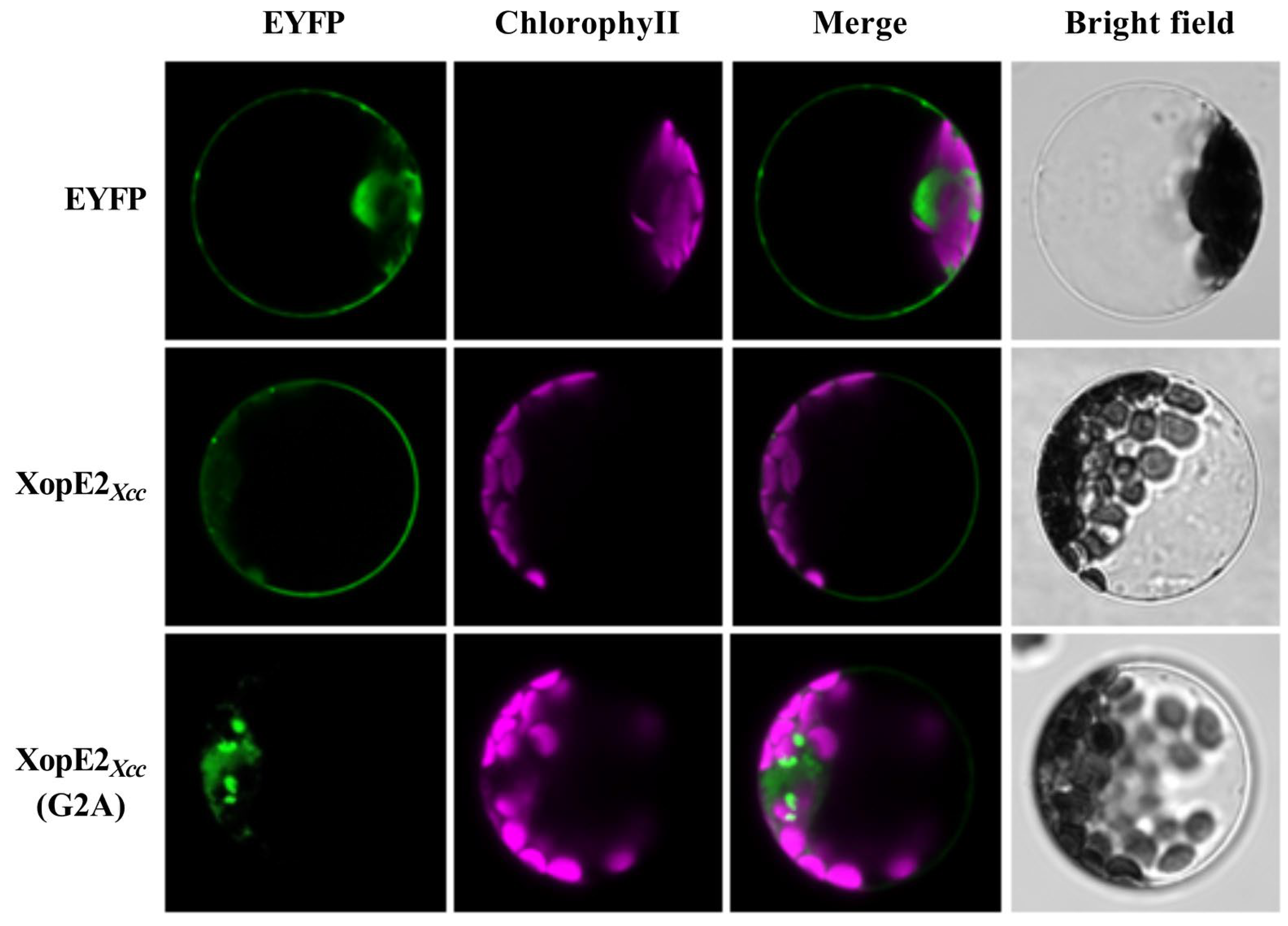 Pathogens 13 00448 g005