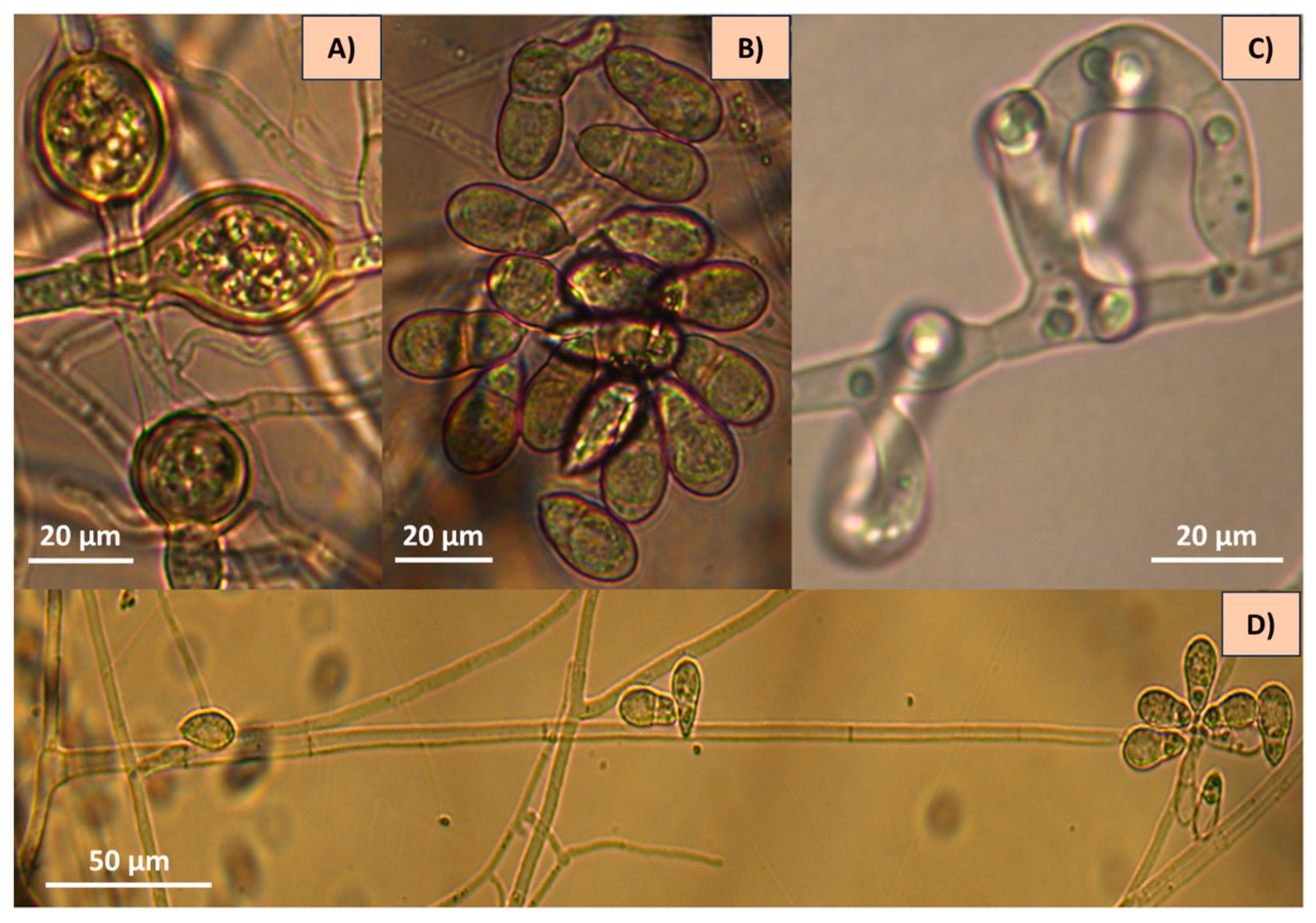 Pathogens 13 00498 g002