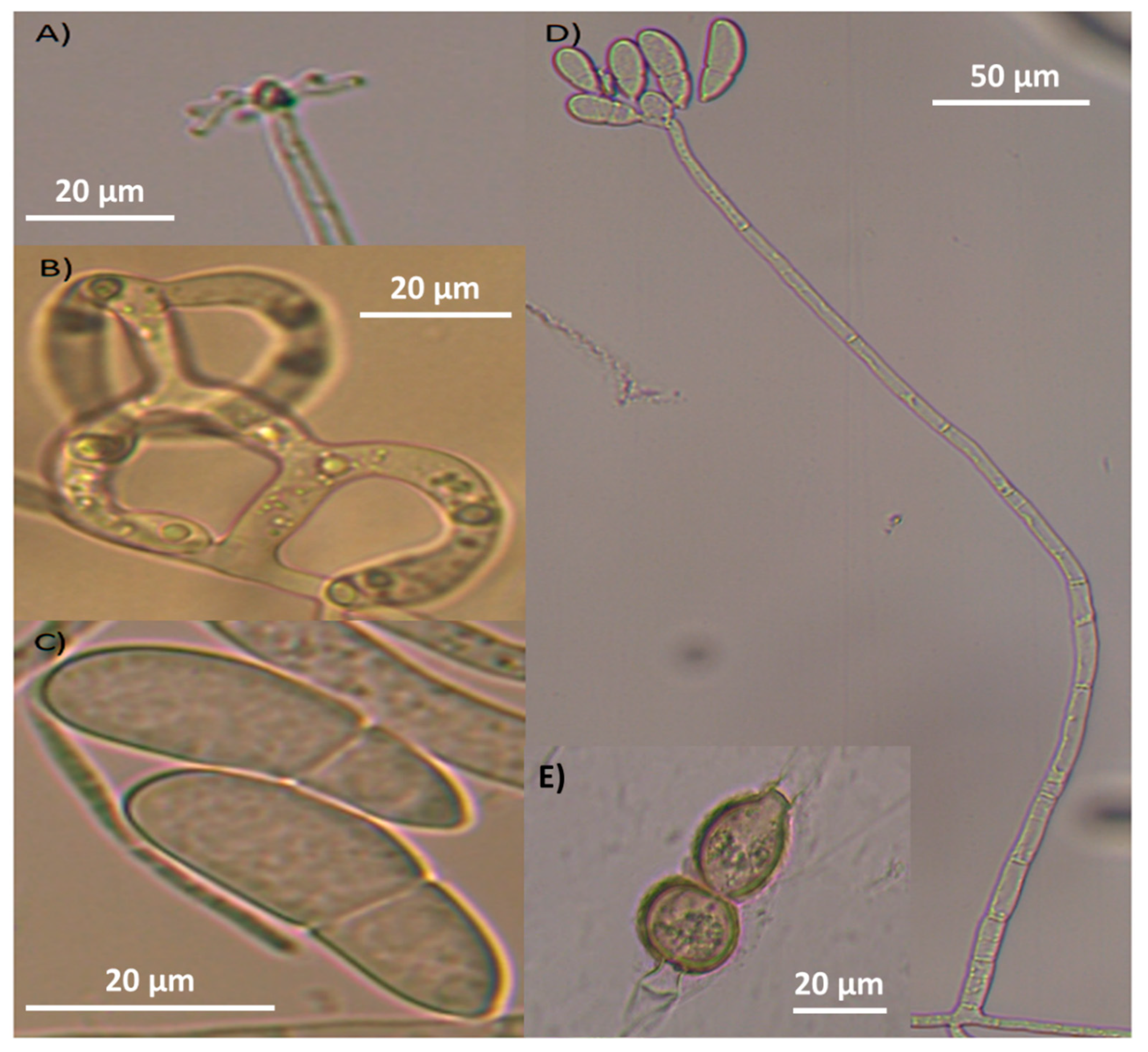 Pathogens 13 00498 g003