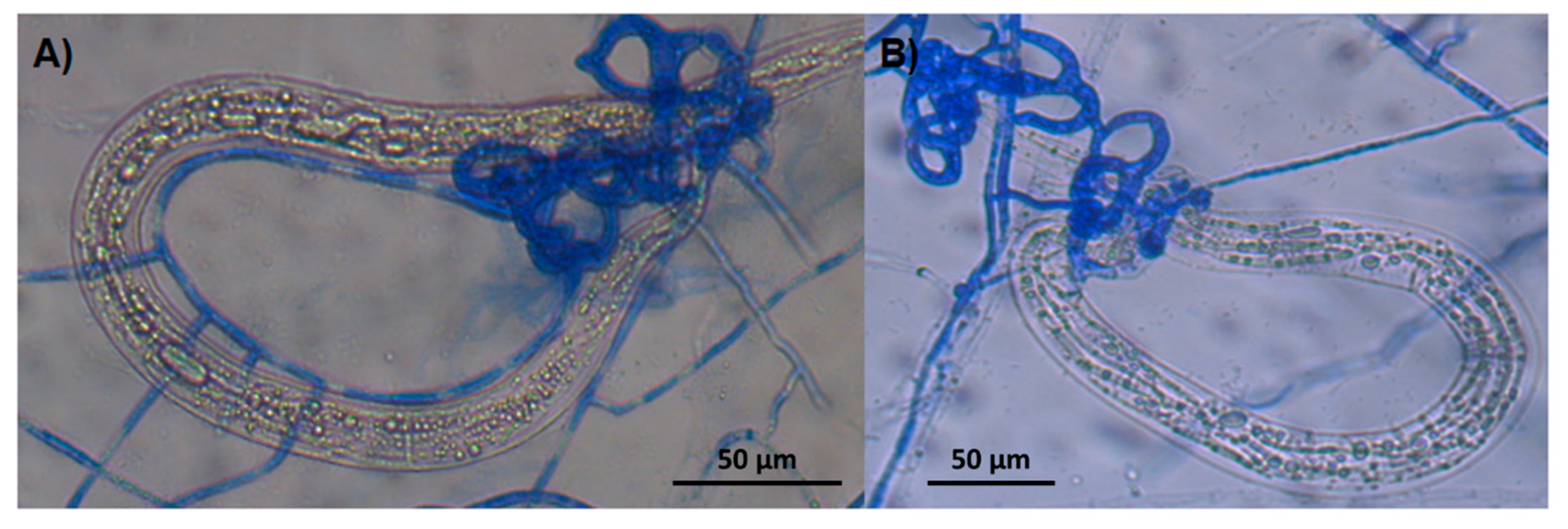 Pathogens 13 00498 g006