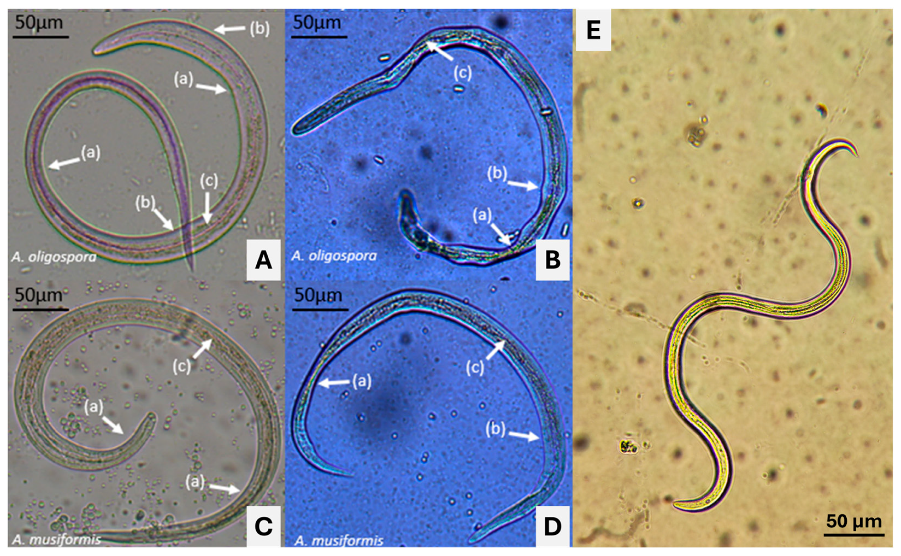 Pathogens 13 00498 g007