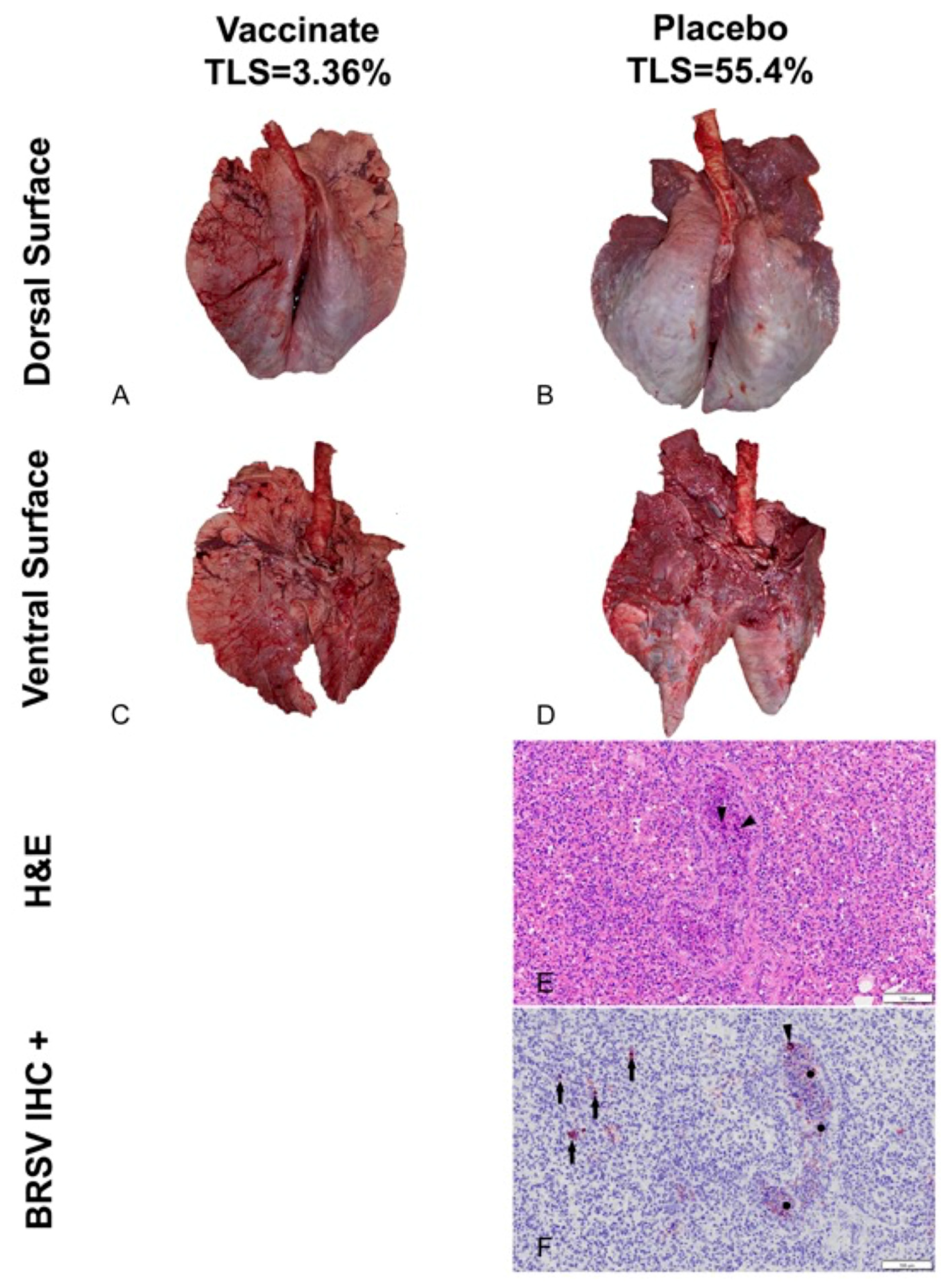 Pathogens 13 00517 g012