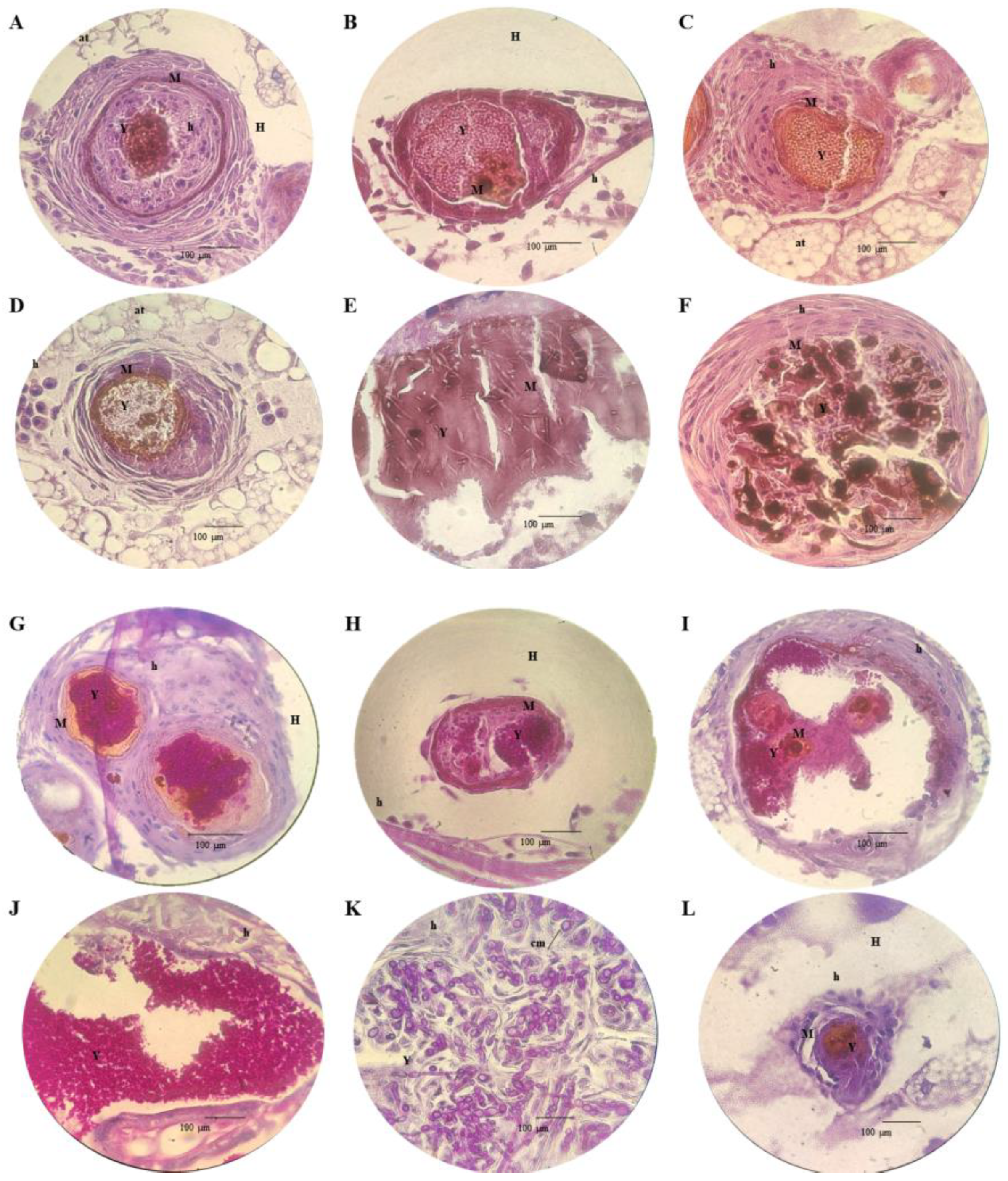 Pathogens 13 00549 g005