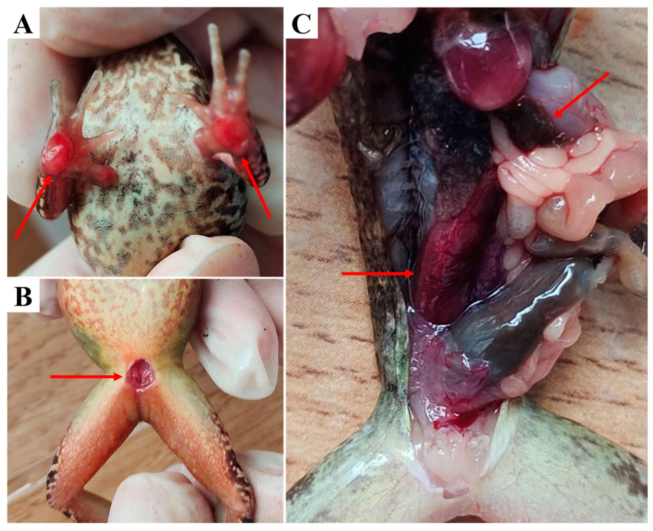 Pathogens 13 00552 g001