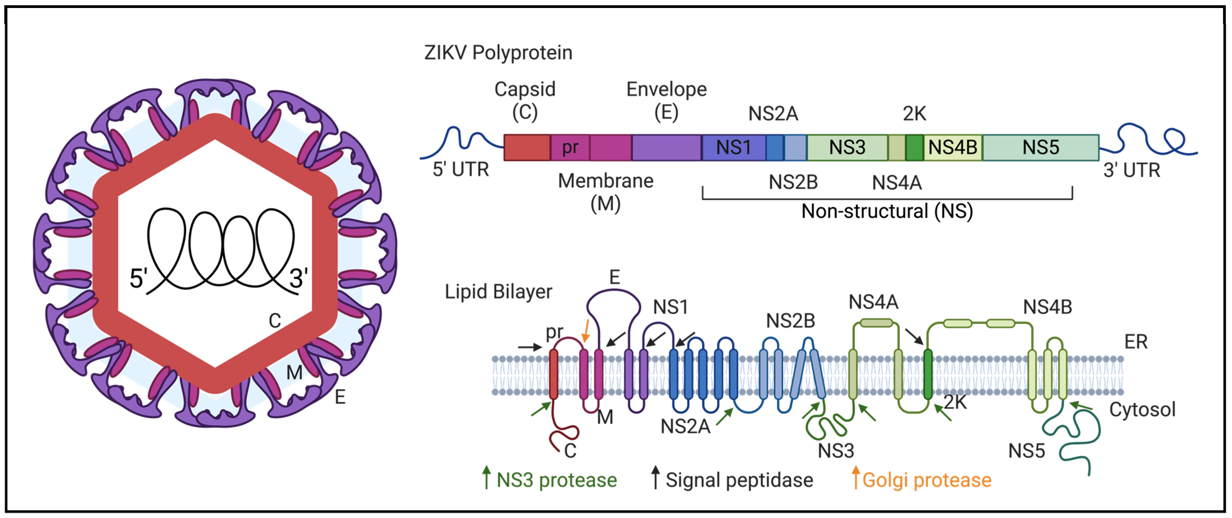 Pathogens 13 00555 g001