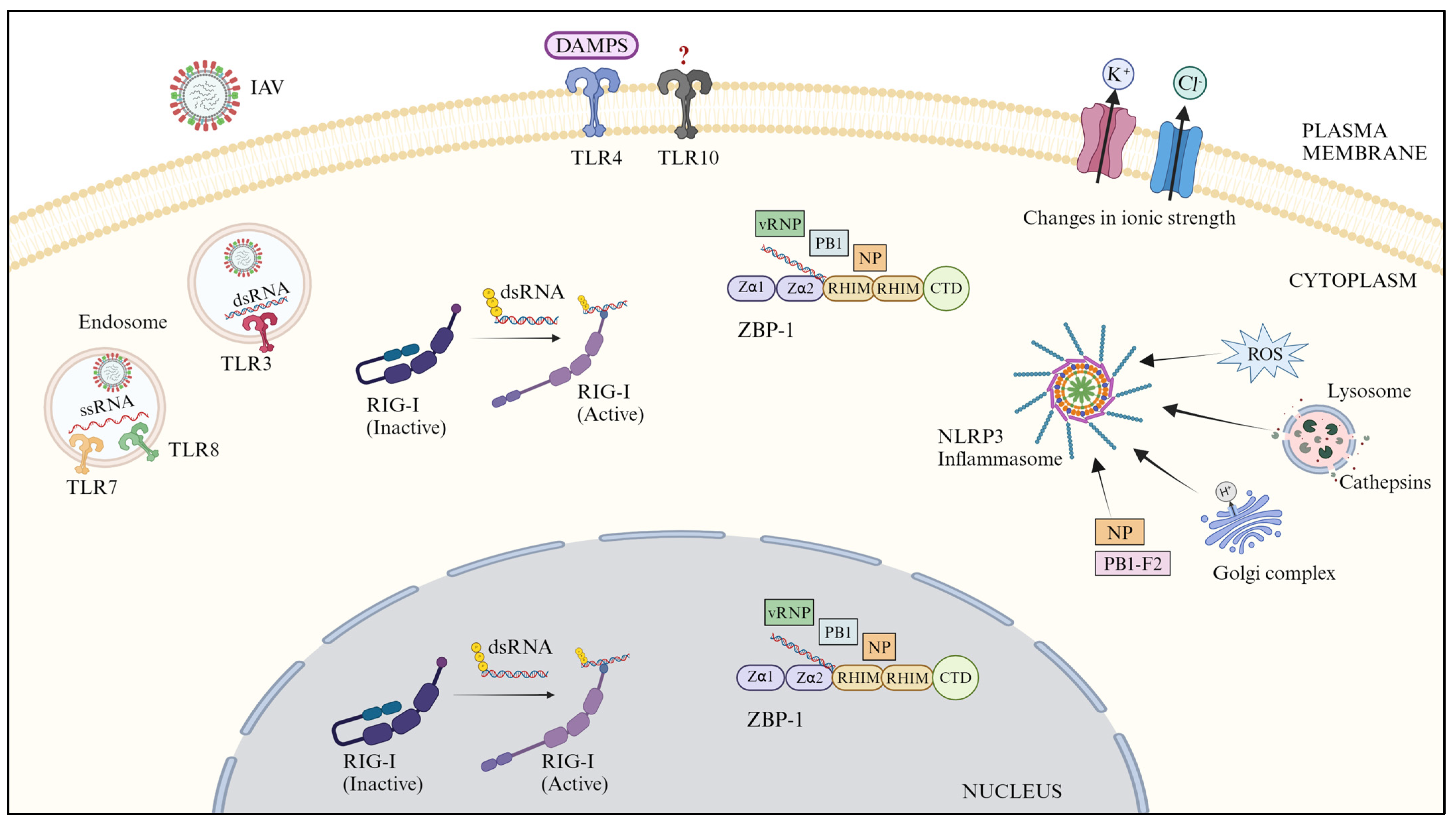 Pathogens 13 00561 g001
