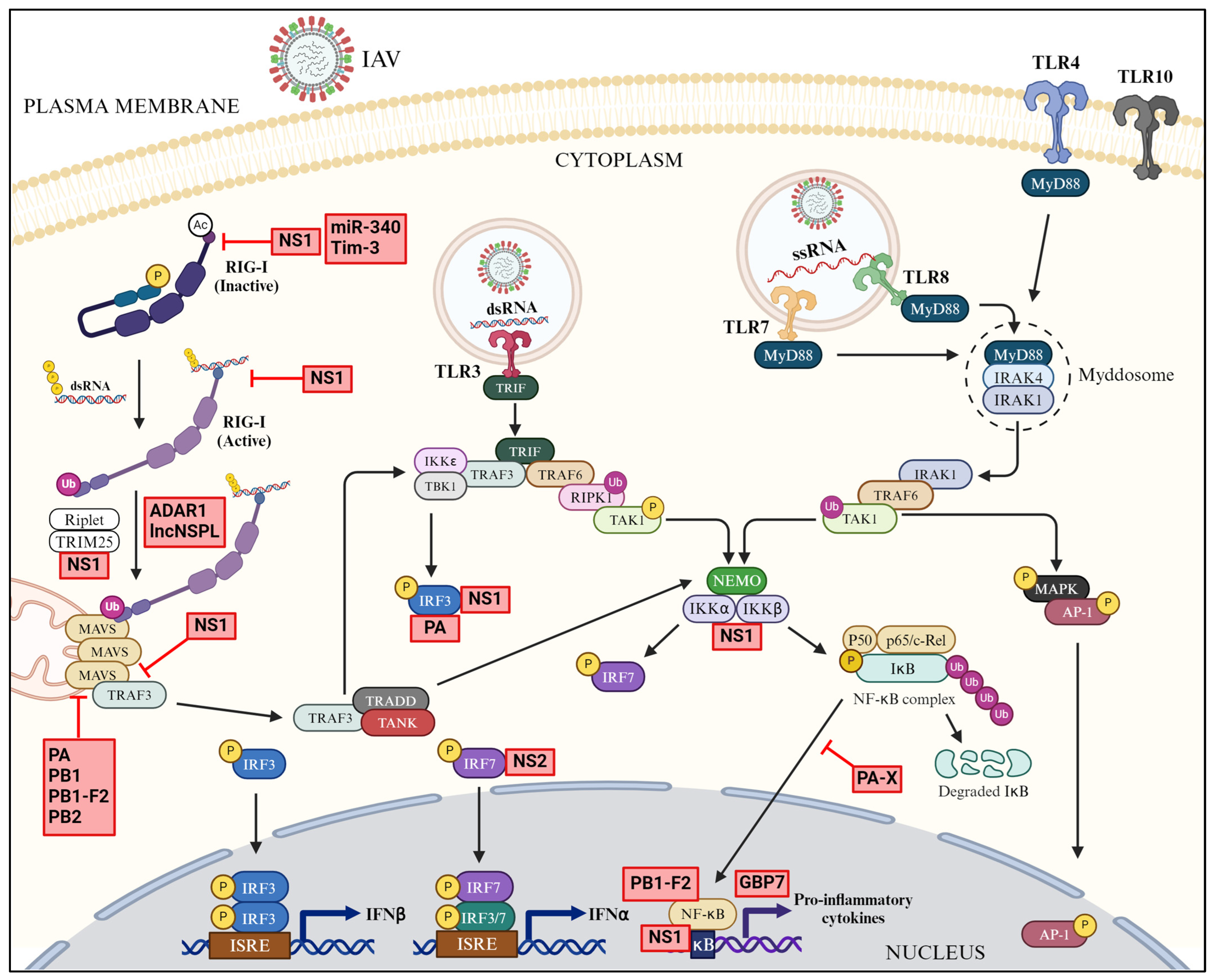 Pathogens 13 00561 g005