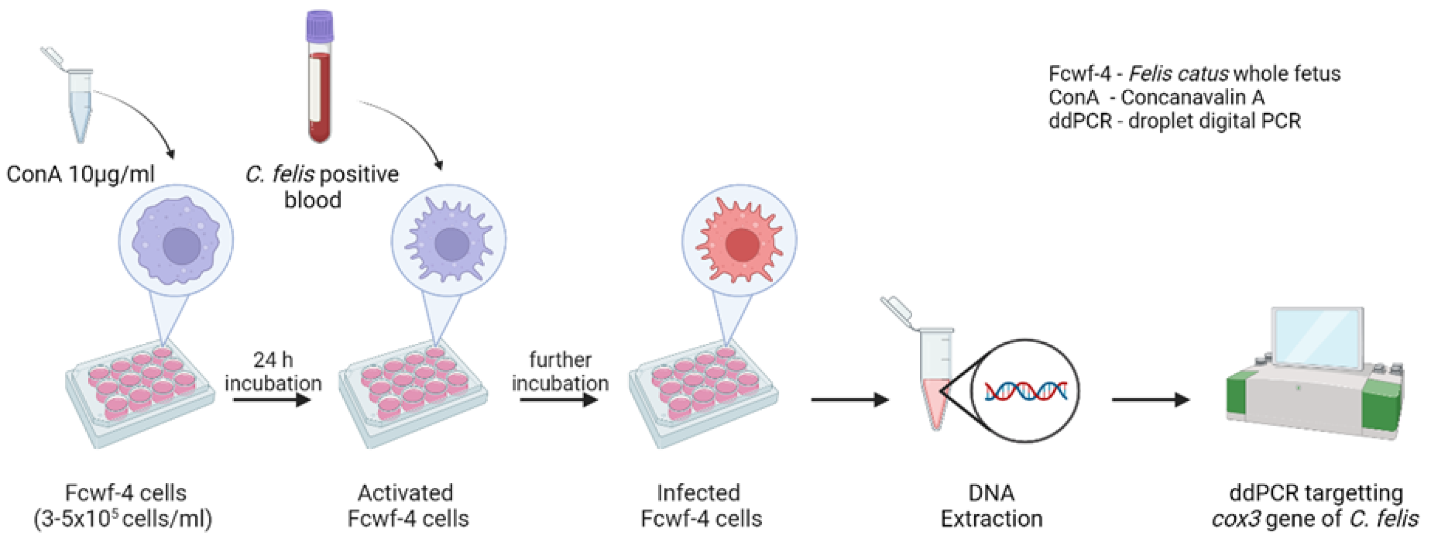 Pathogens 13 00565 g001
